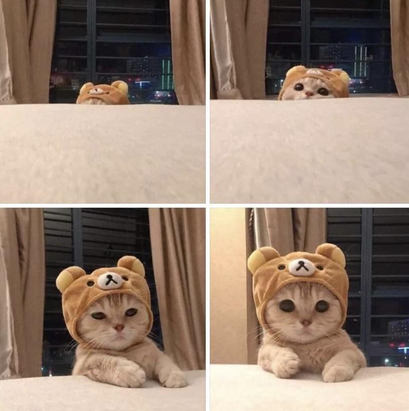 Kitten wearing a bear hat r/cats
