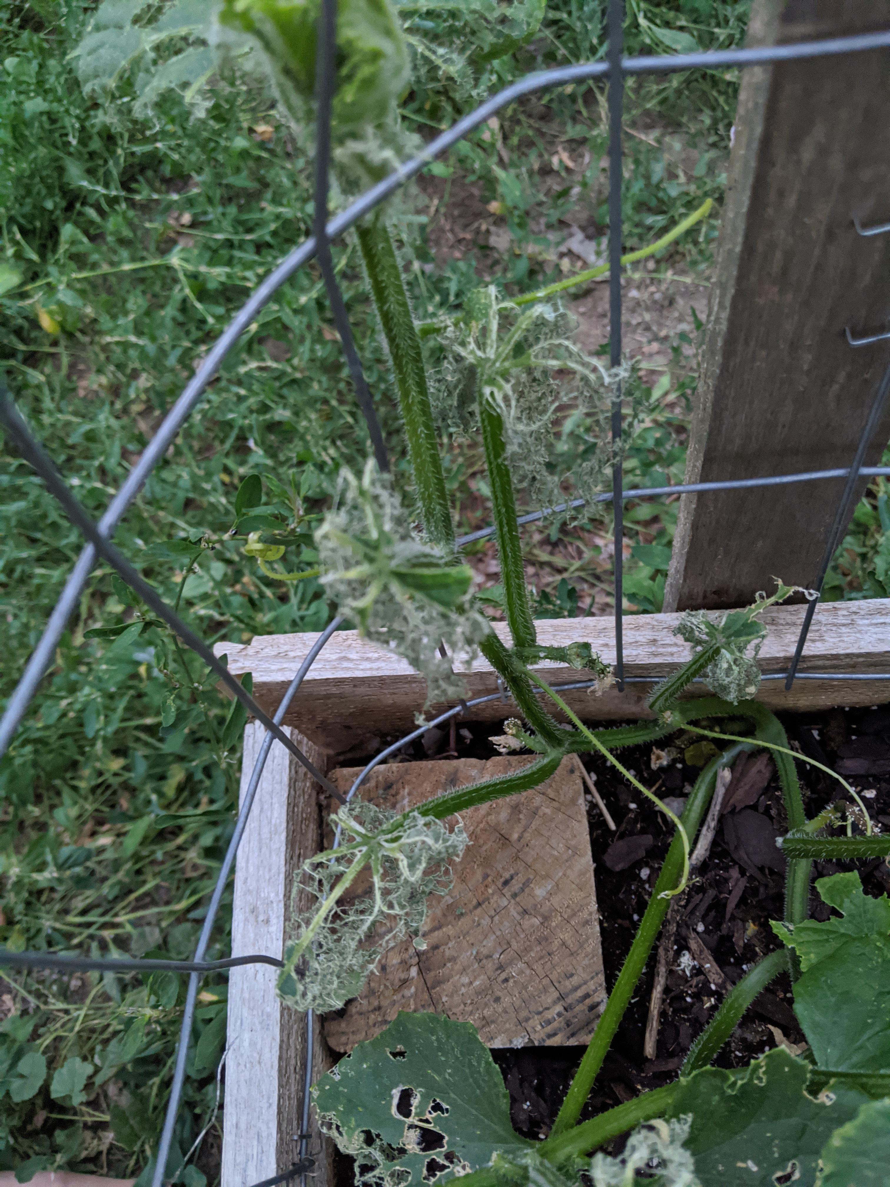 WhAT's EaTiNg mY PlANtS??? r/vegetablegardening