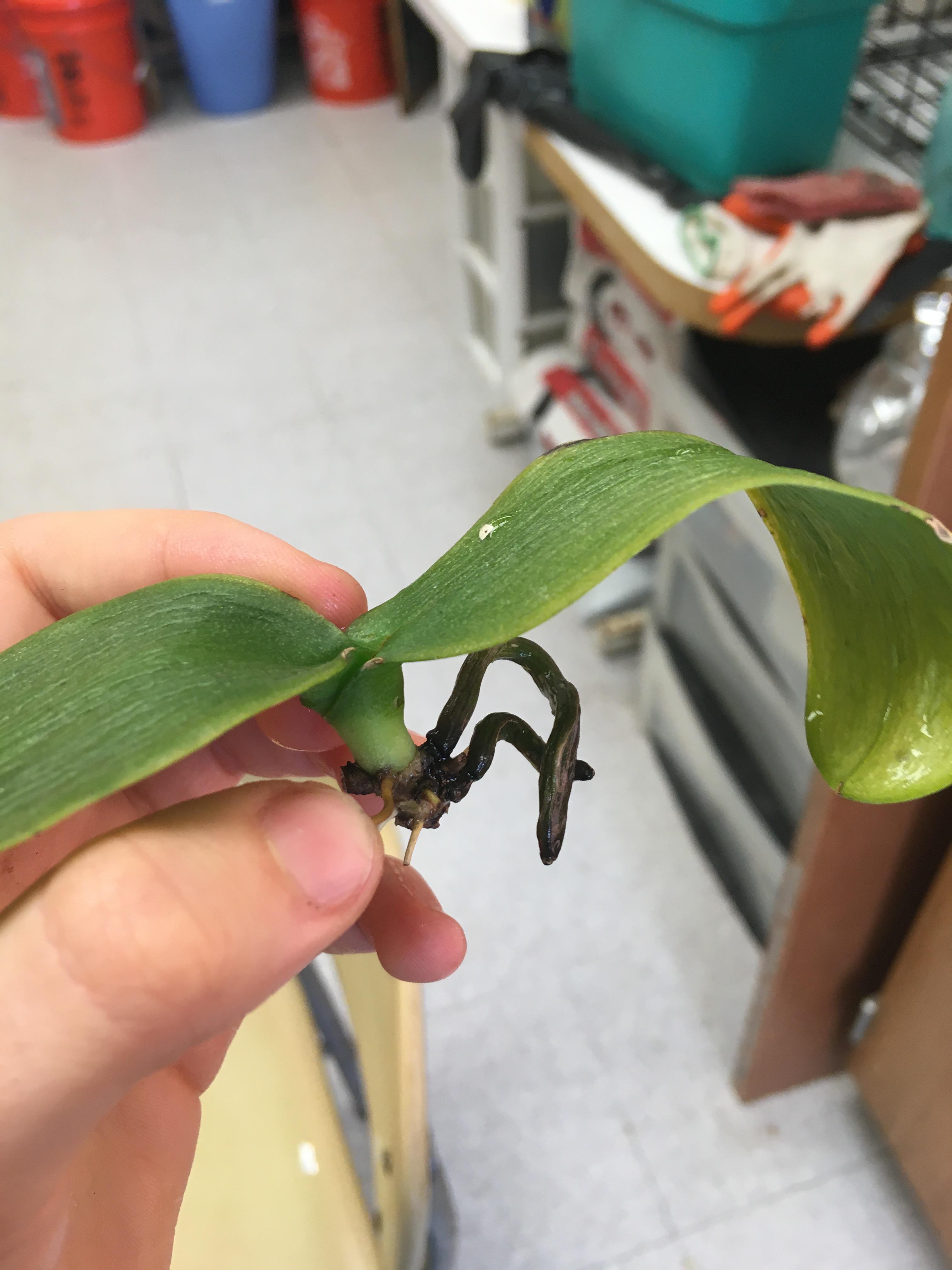 help! dying orchid, lost most of its roots and is slowly drying out