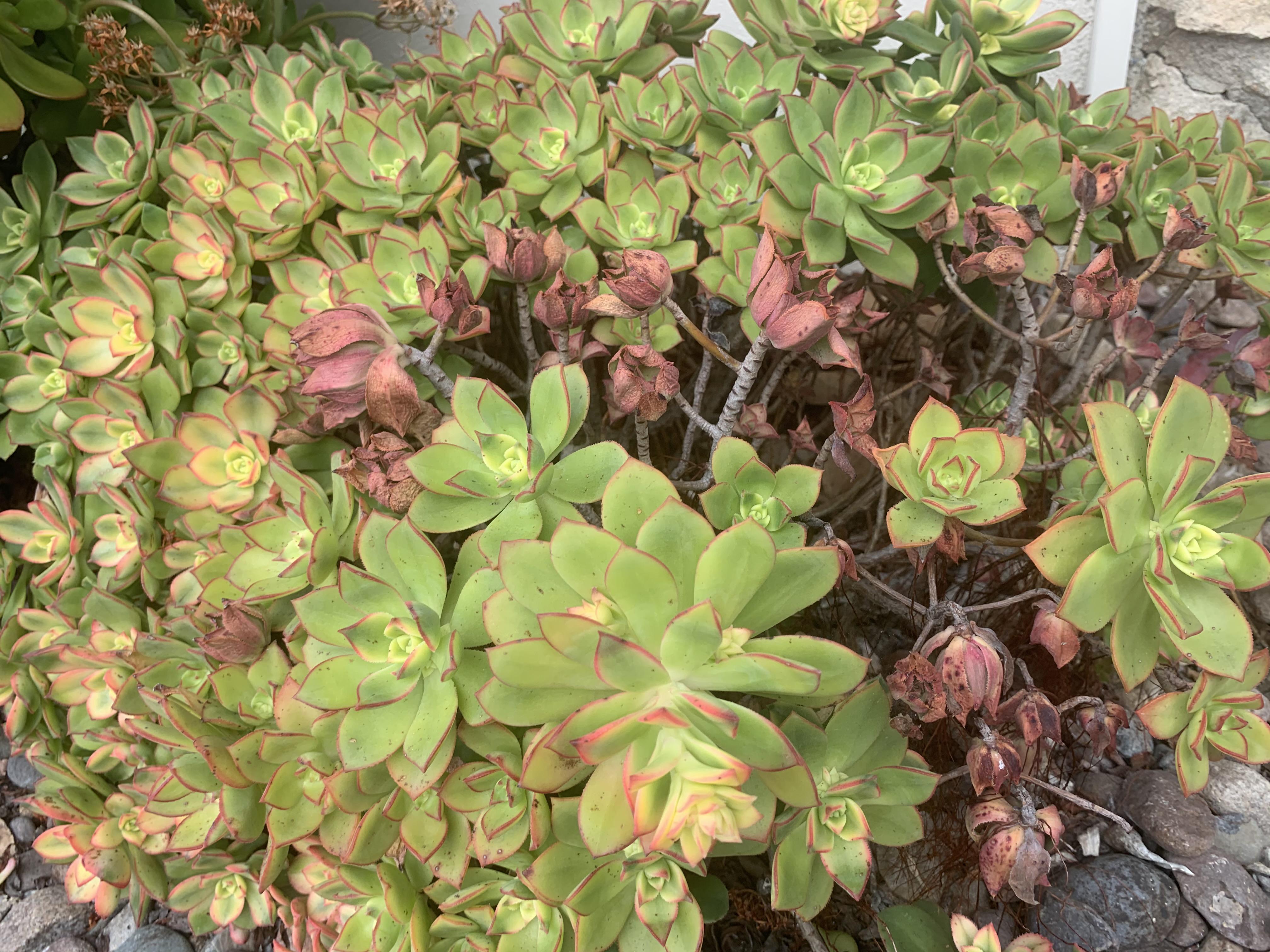 Are my Aeonium kiwi dying? r/plantclinic