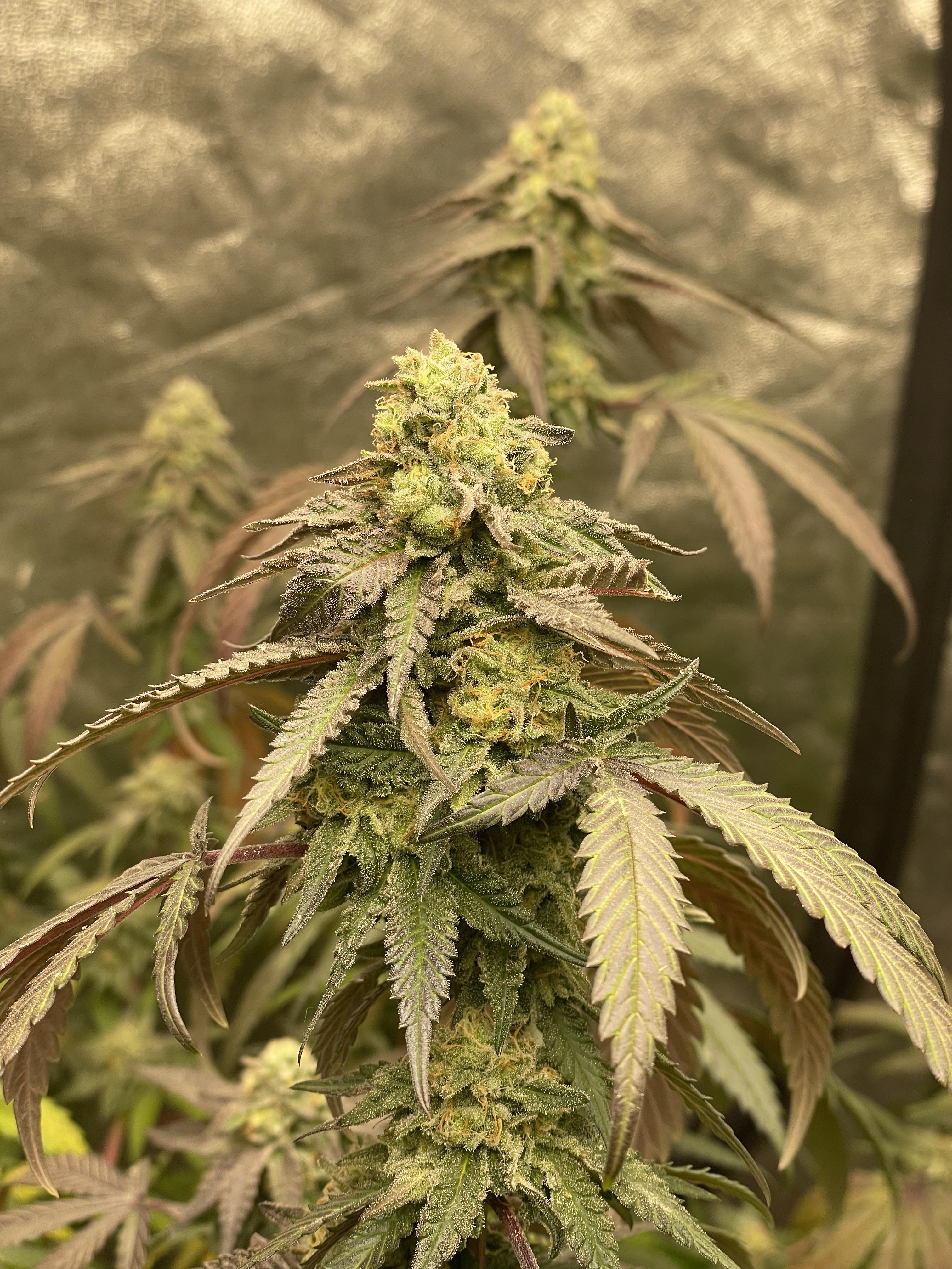 Banana Cream x Jealousy 6 weeks in to flower. r/microgrowery