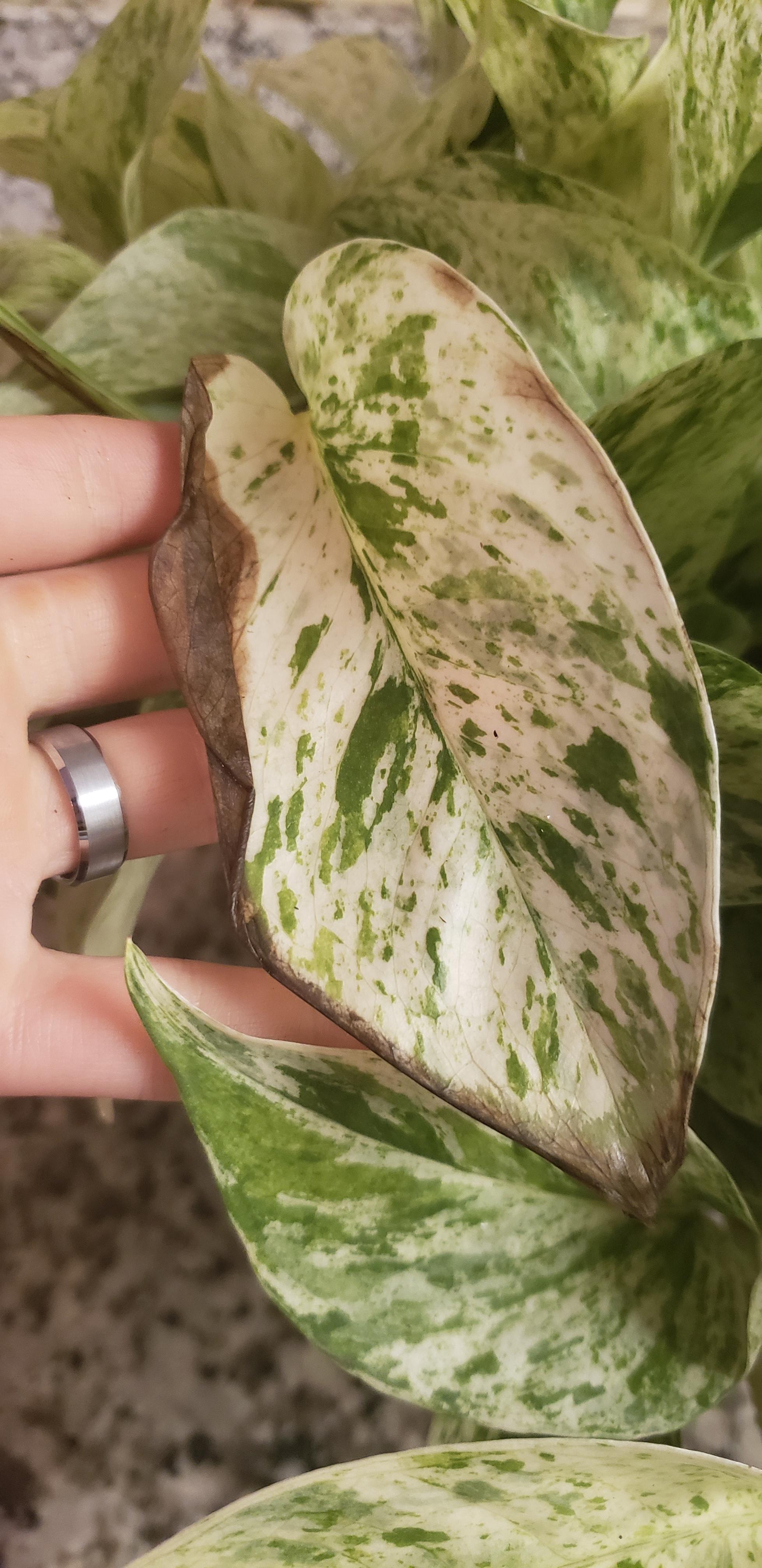 Help! My marble queen pothos' leaves have translucent brown edges along