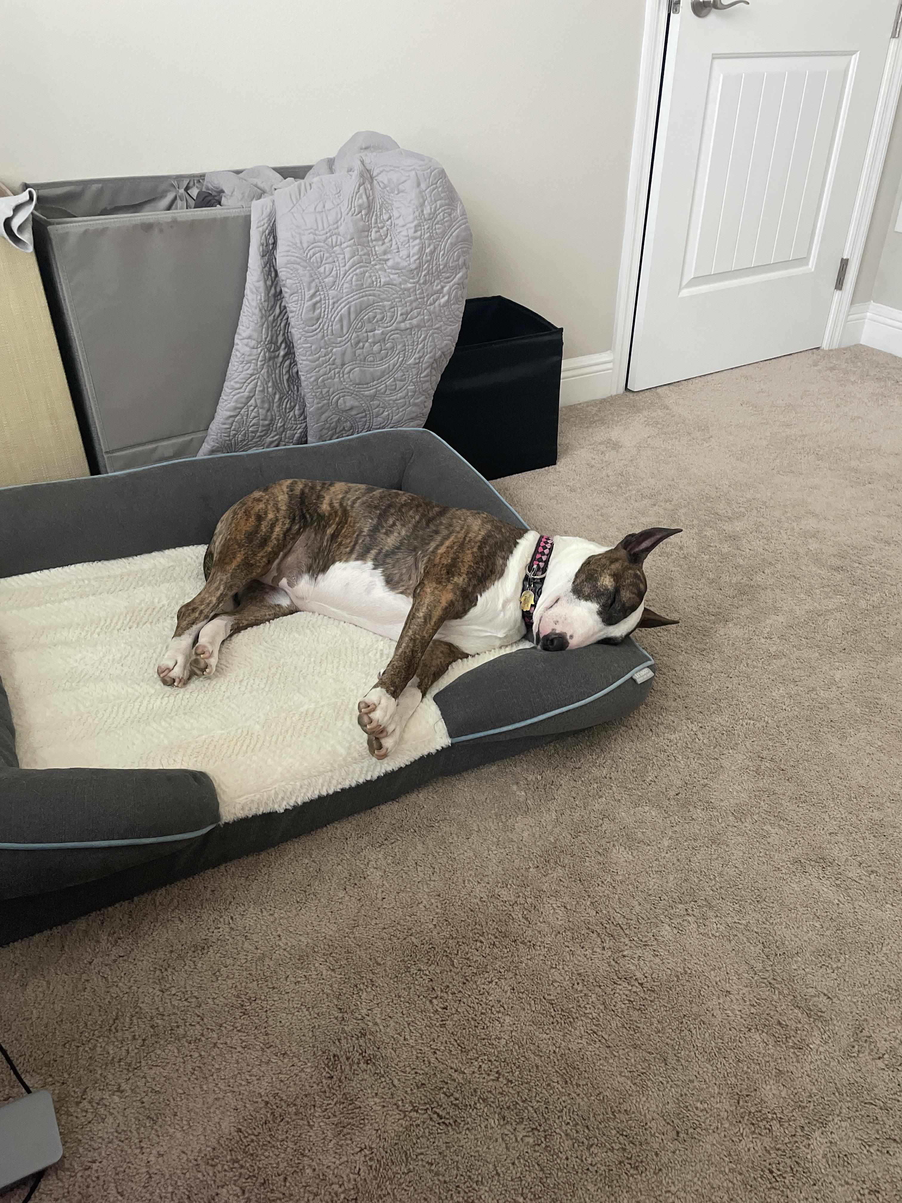 Sleeping Bully Does anyone else’s bully sleep with stiff legs? r