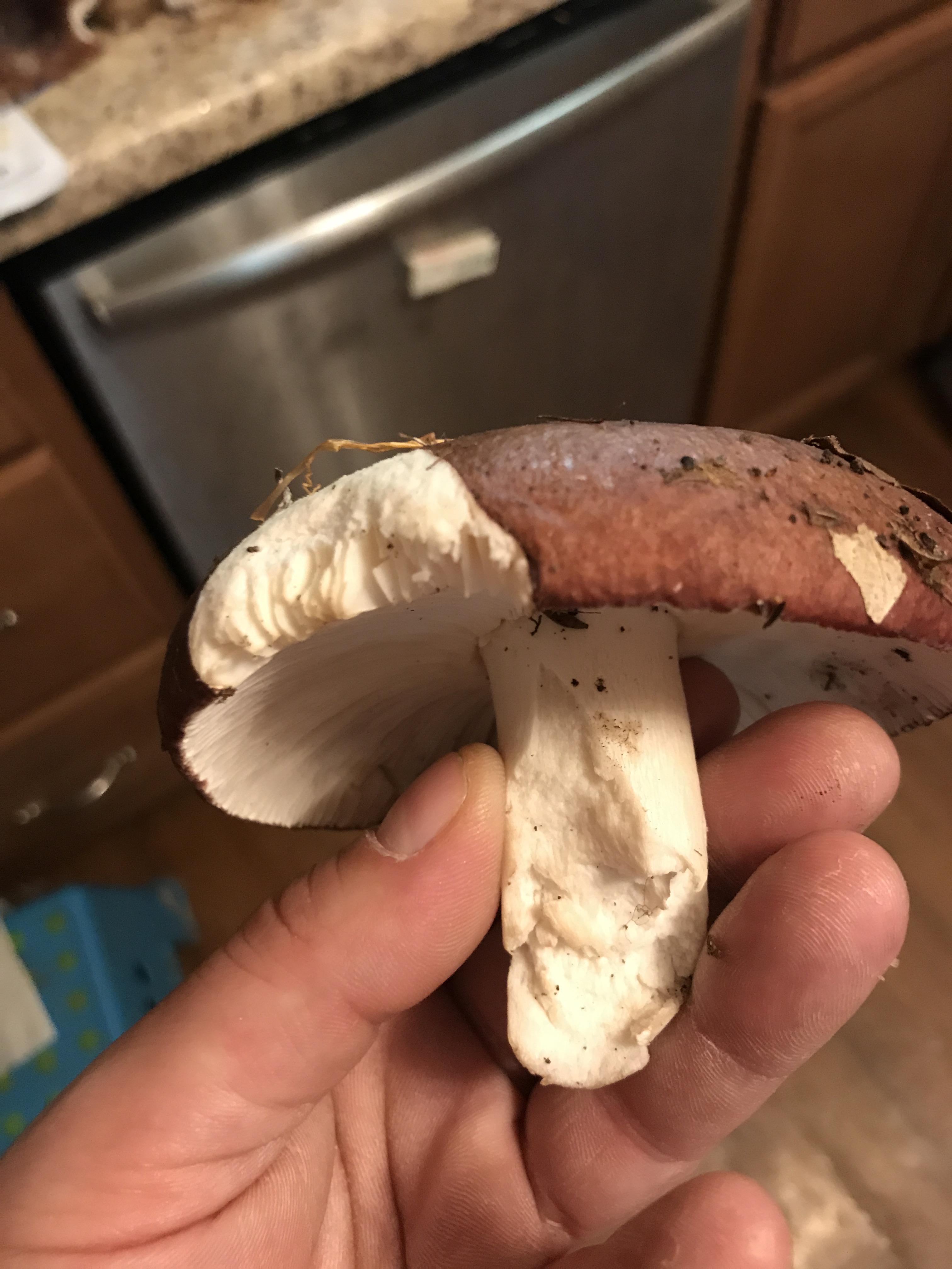 ID request. Just Found in East Tennessee looking for Morels. Hoping it