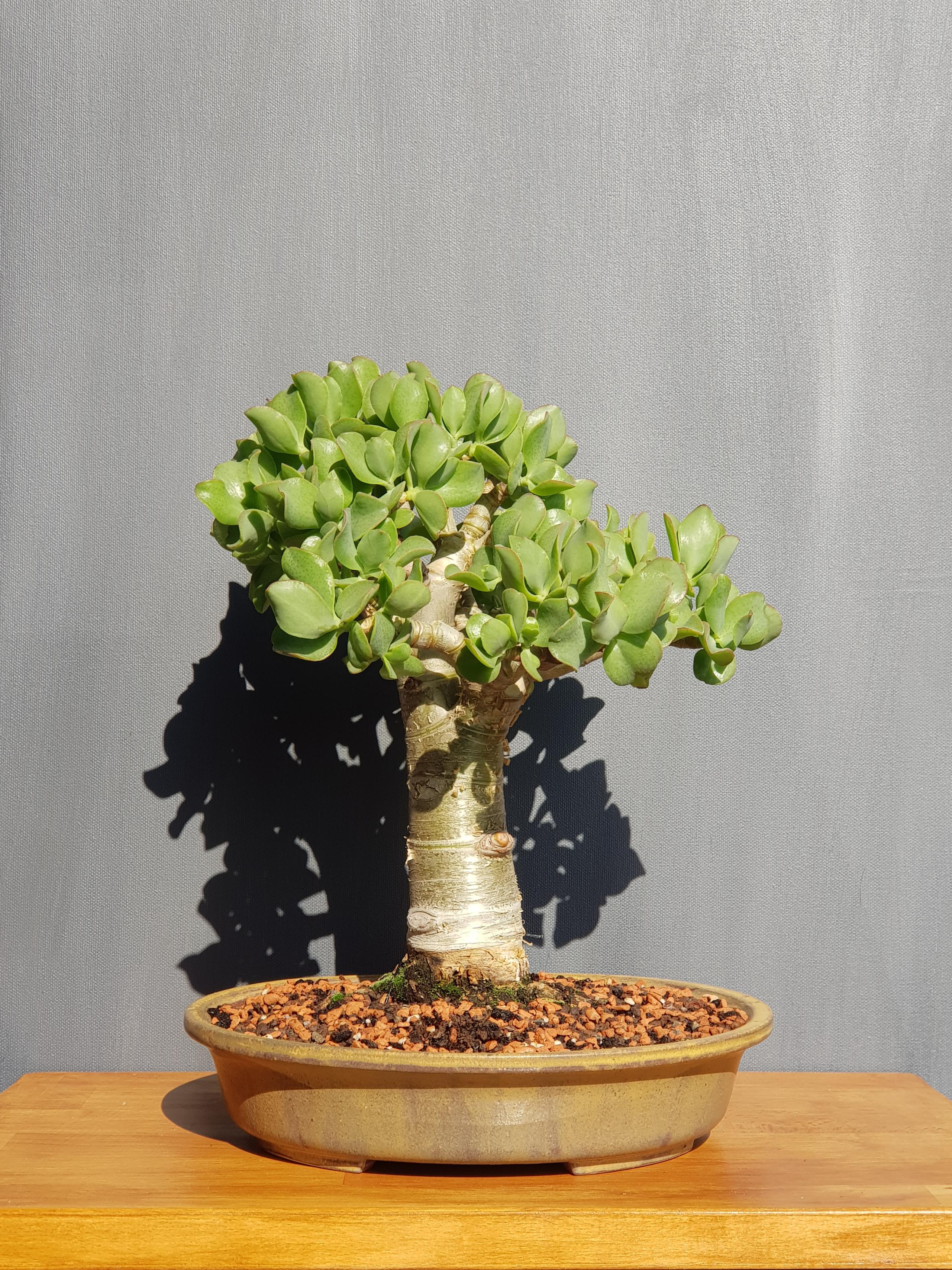 Another succulent as bonsai. Maybe you enjoy. r/Bonsai