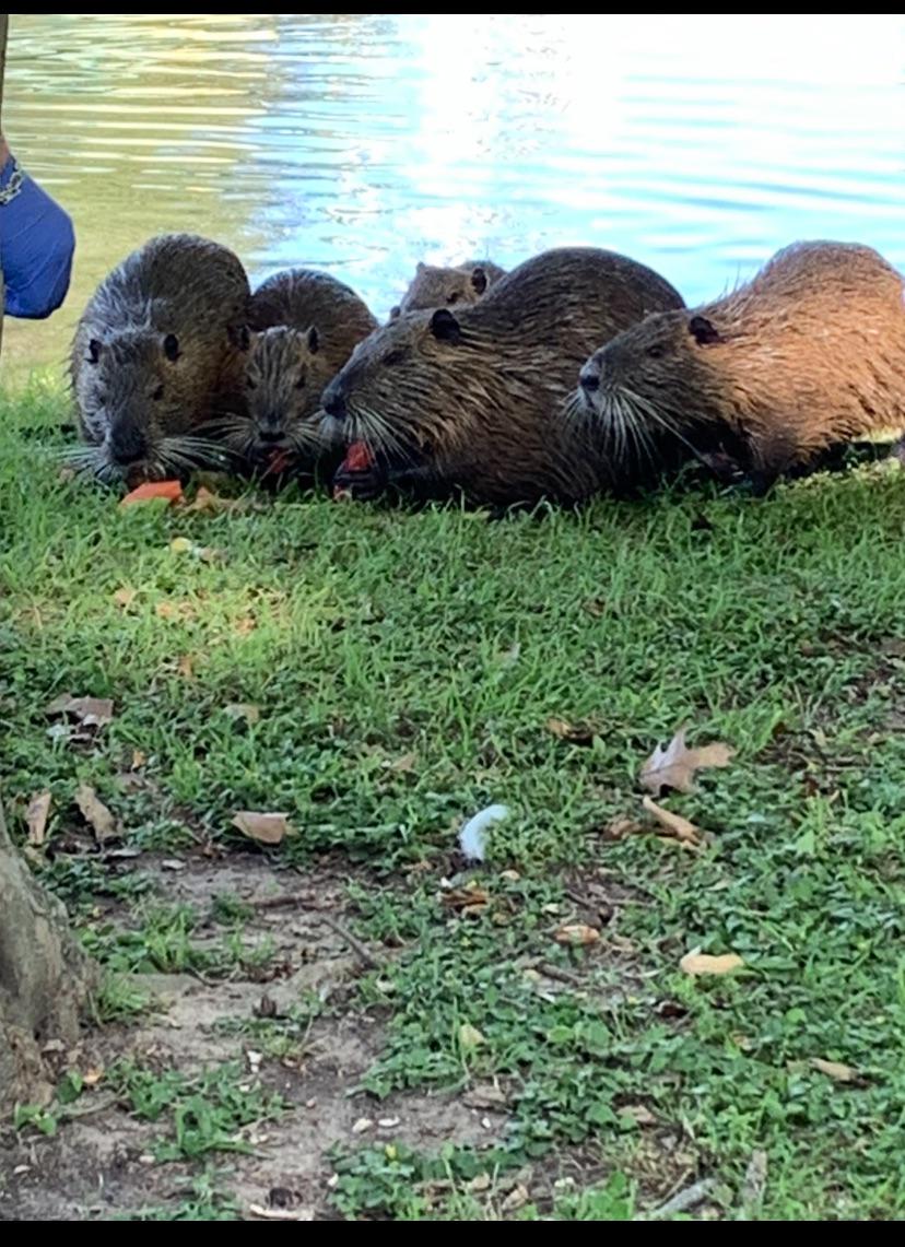 Does Anyone Else Here Find These Invasive Nutria to be Somewhat