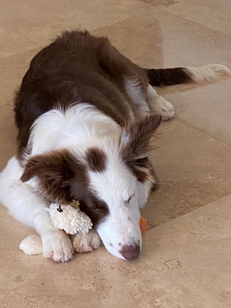 My dog finally getting used to his new home! dogpictures