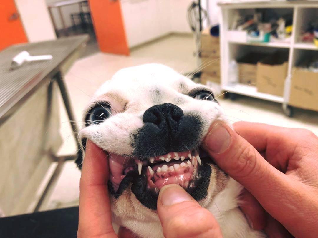 This puppy showing off his retained puppy teeth r/oddlyterrifying