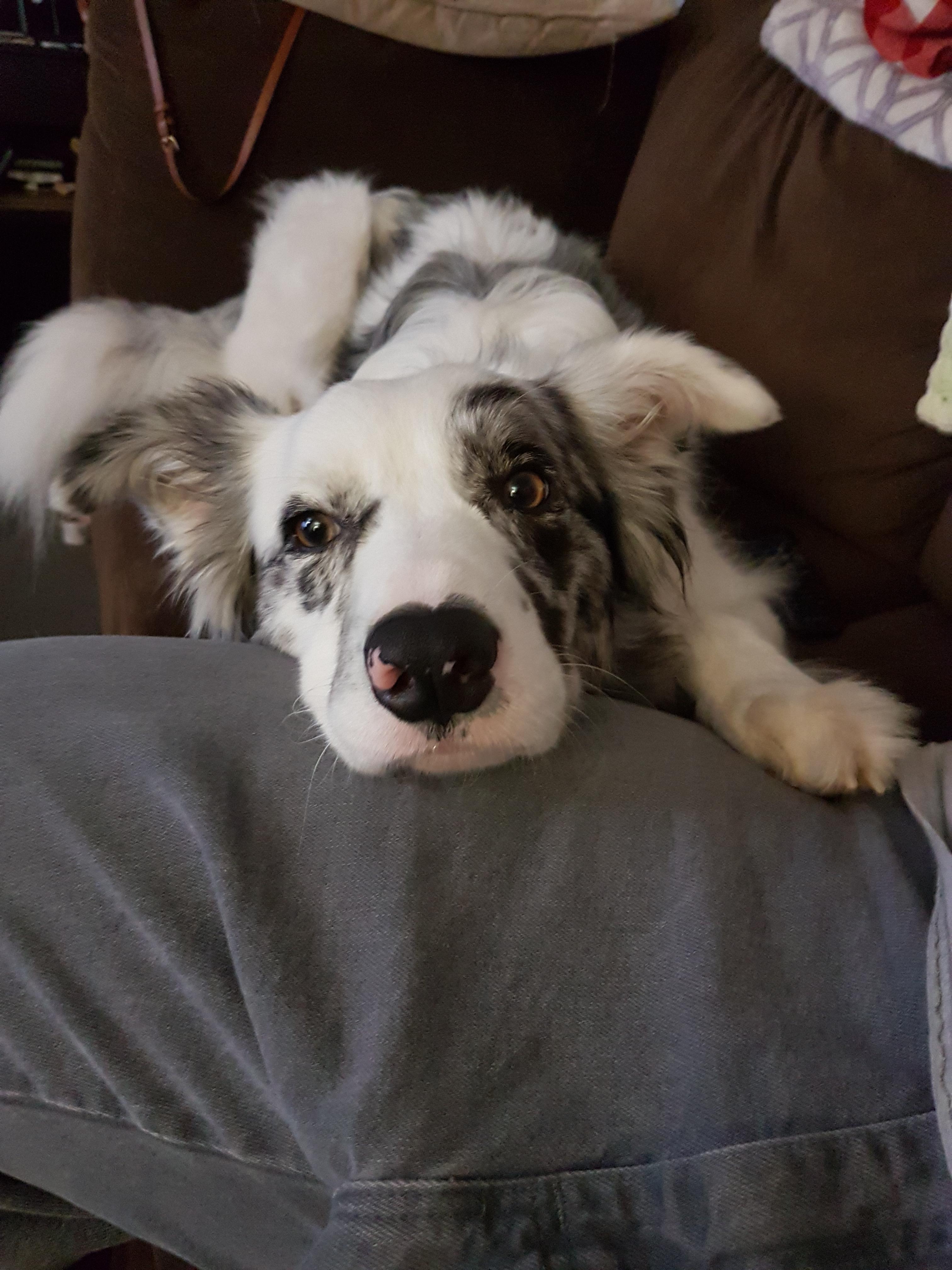 My Border Collie doing one of the things he does best. Begging for food