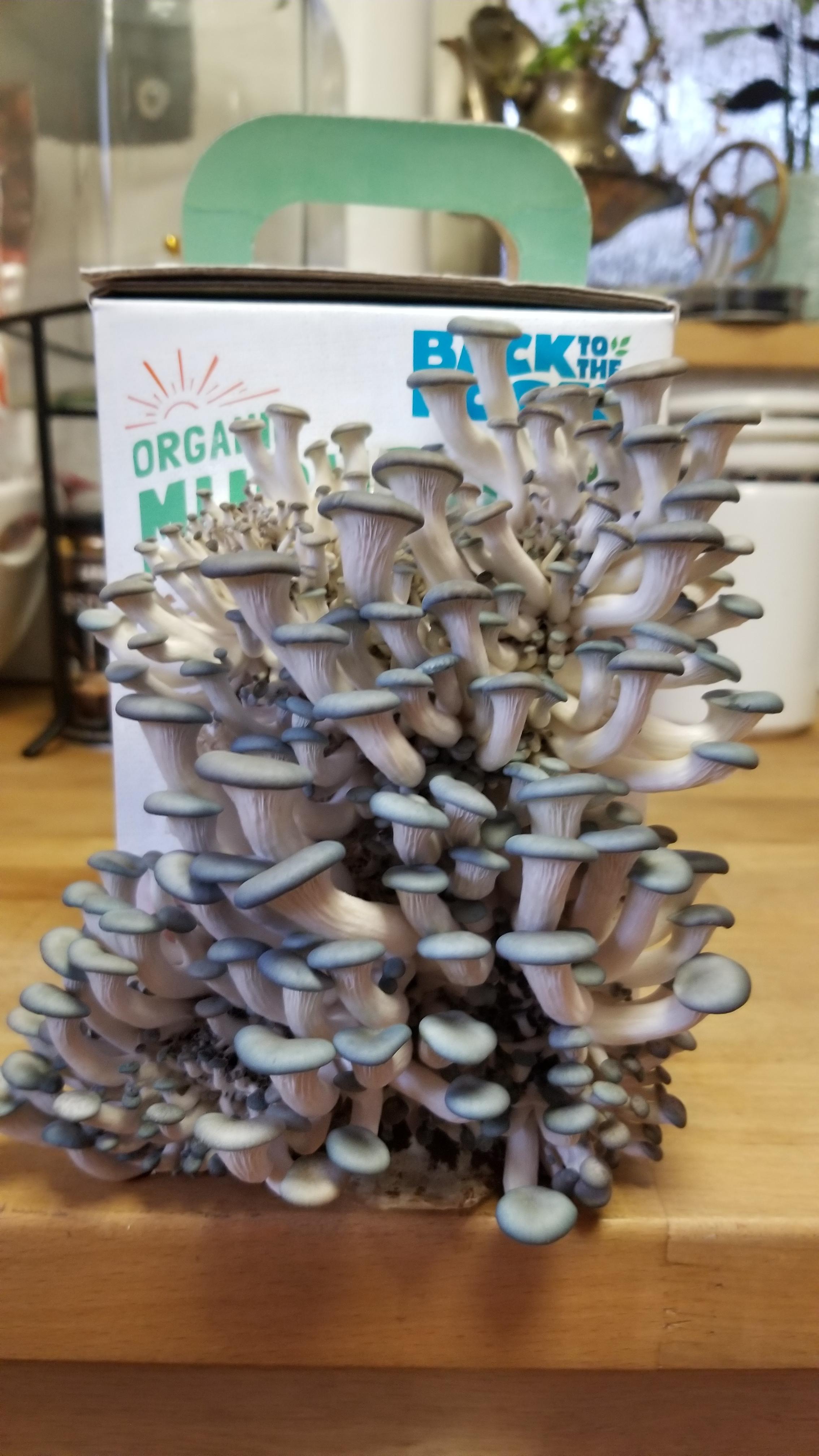 Advice on how to "hack" oyster mushroom growing kit? Already cut open a