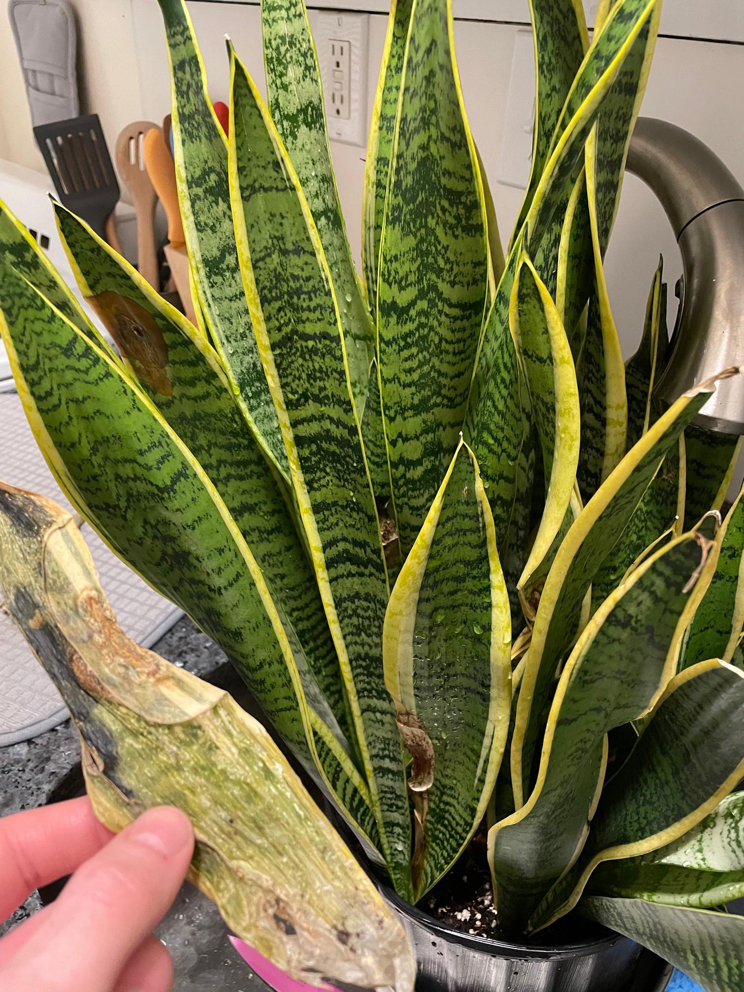 my snake plant is dying ( houseplants