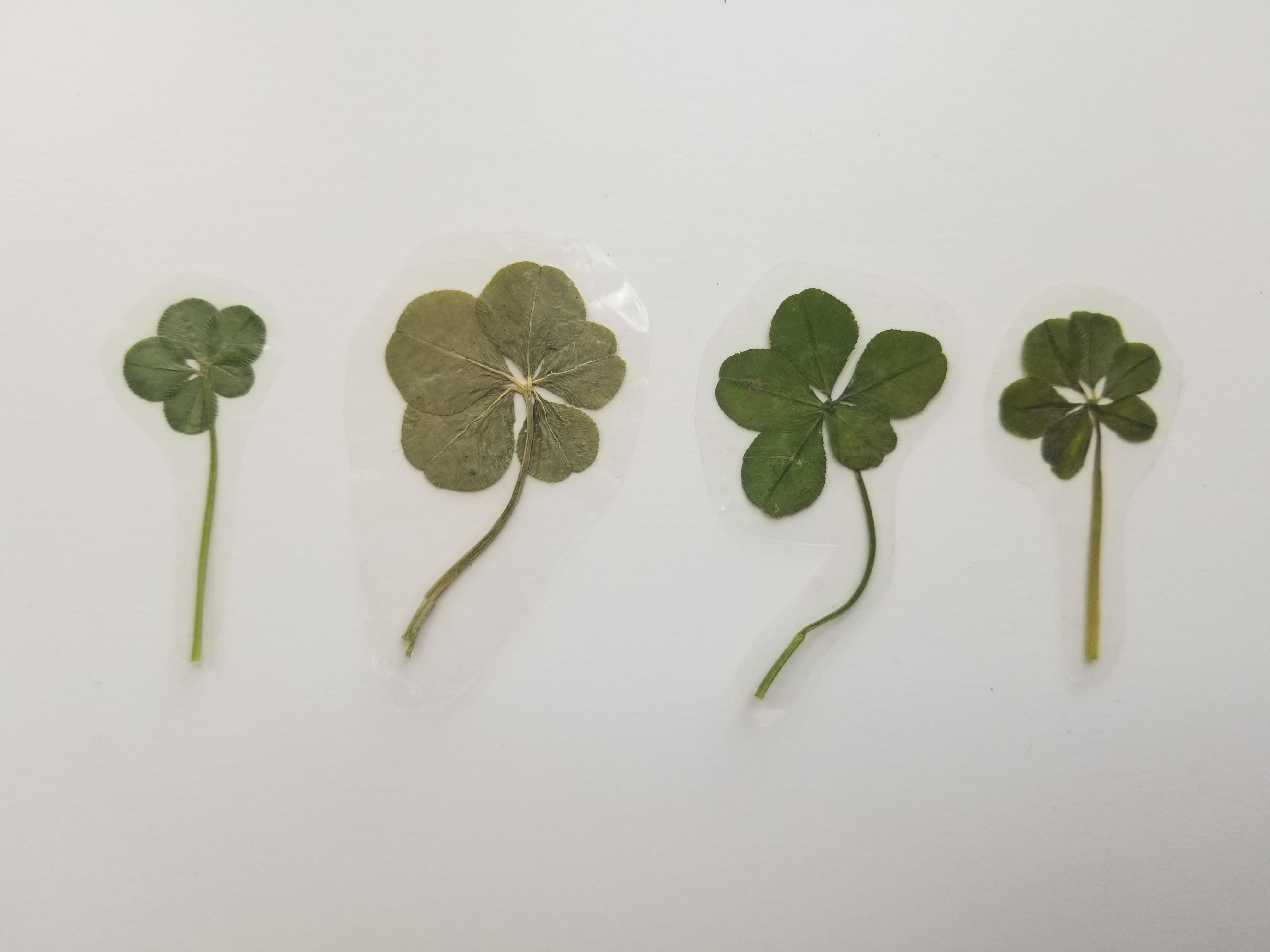 My search for the elusive 7leaf clover has yielded three 5leaf