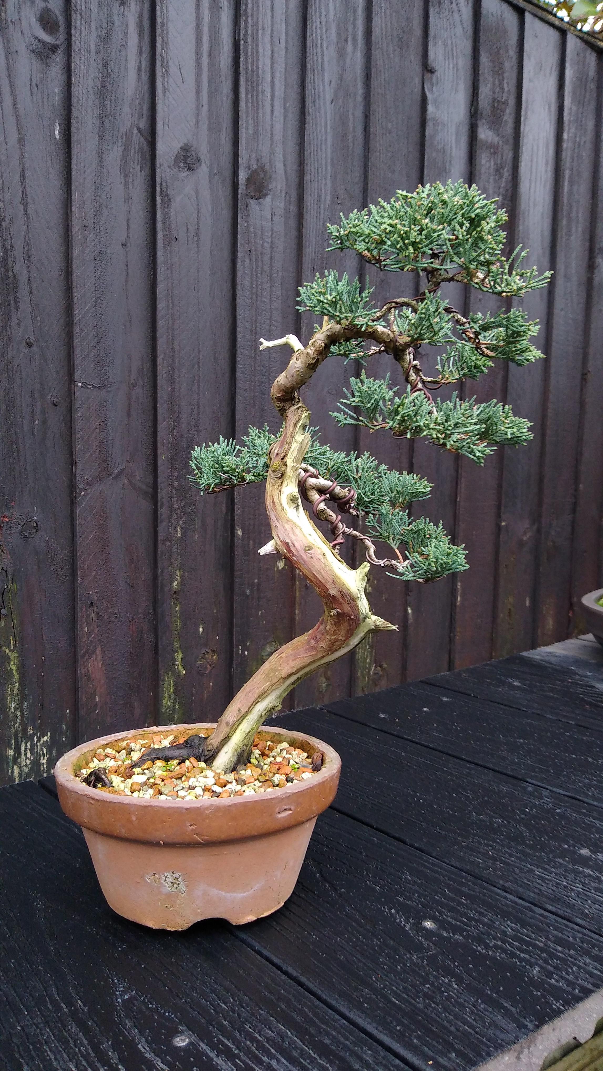 Available for sale Juniper with shari r/Bonsai
