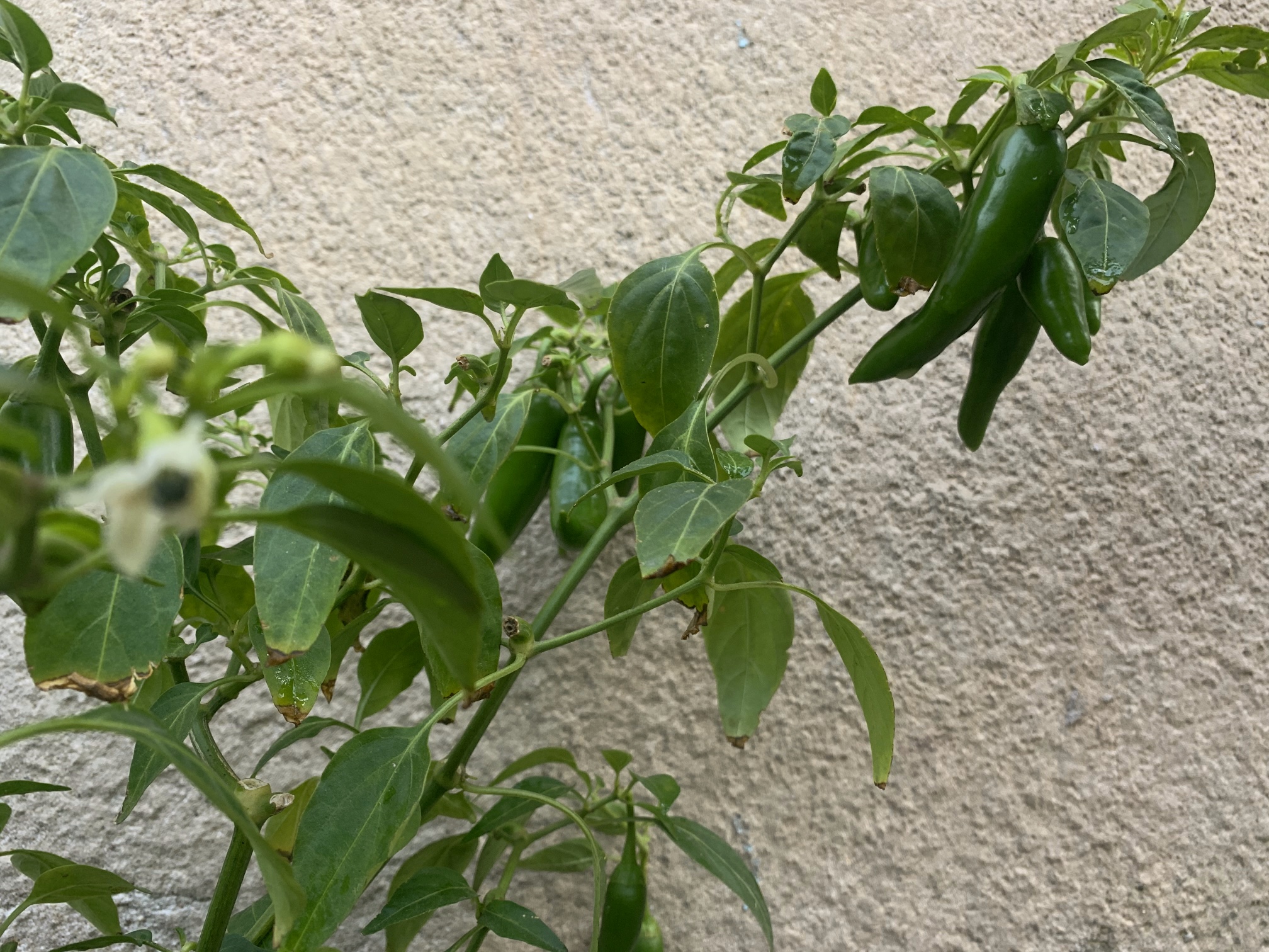 Bees still pollinating flowers, plants producing peppers. This November