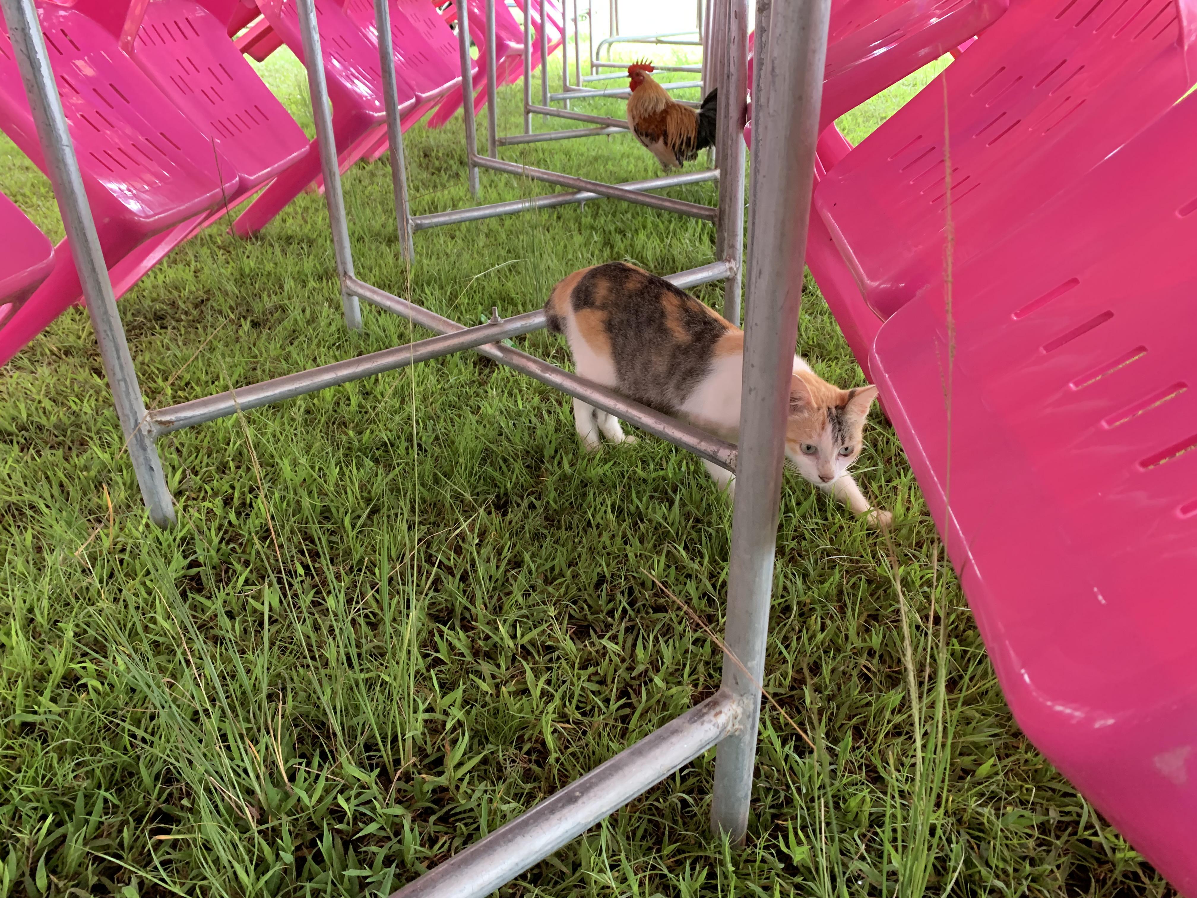 In Thailand... Cats and chickens coexist! r/mildlyinteresting