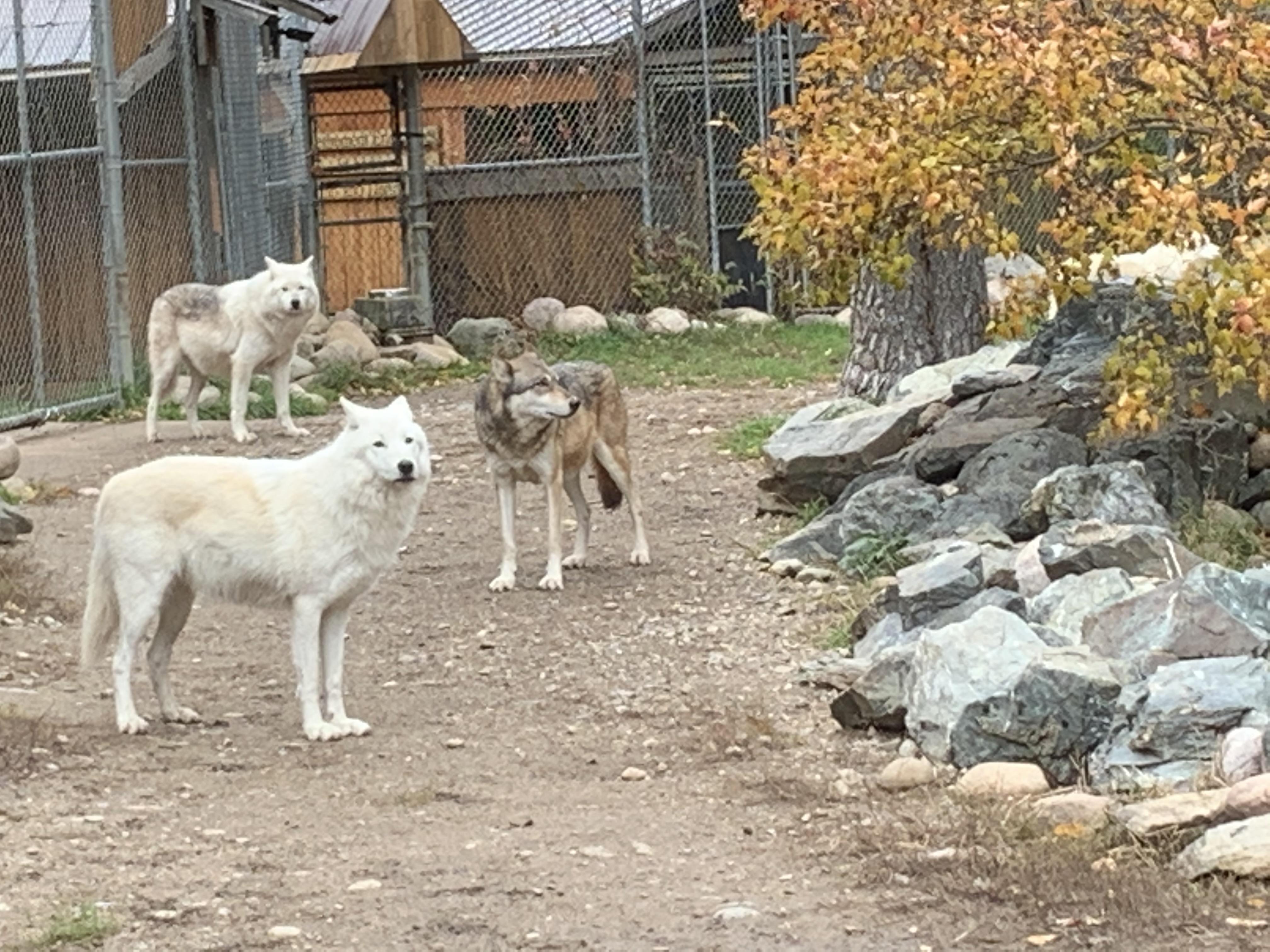 International Wolf Center, Ely Minnesota r/Outdoors