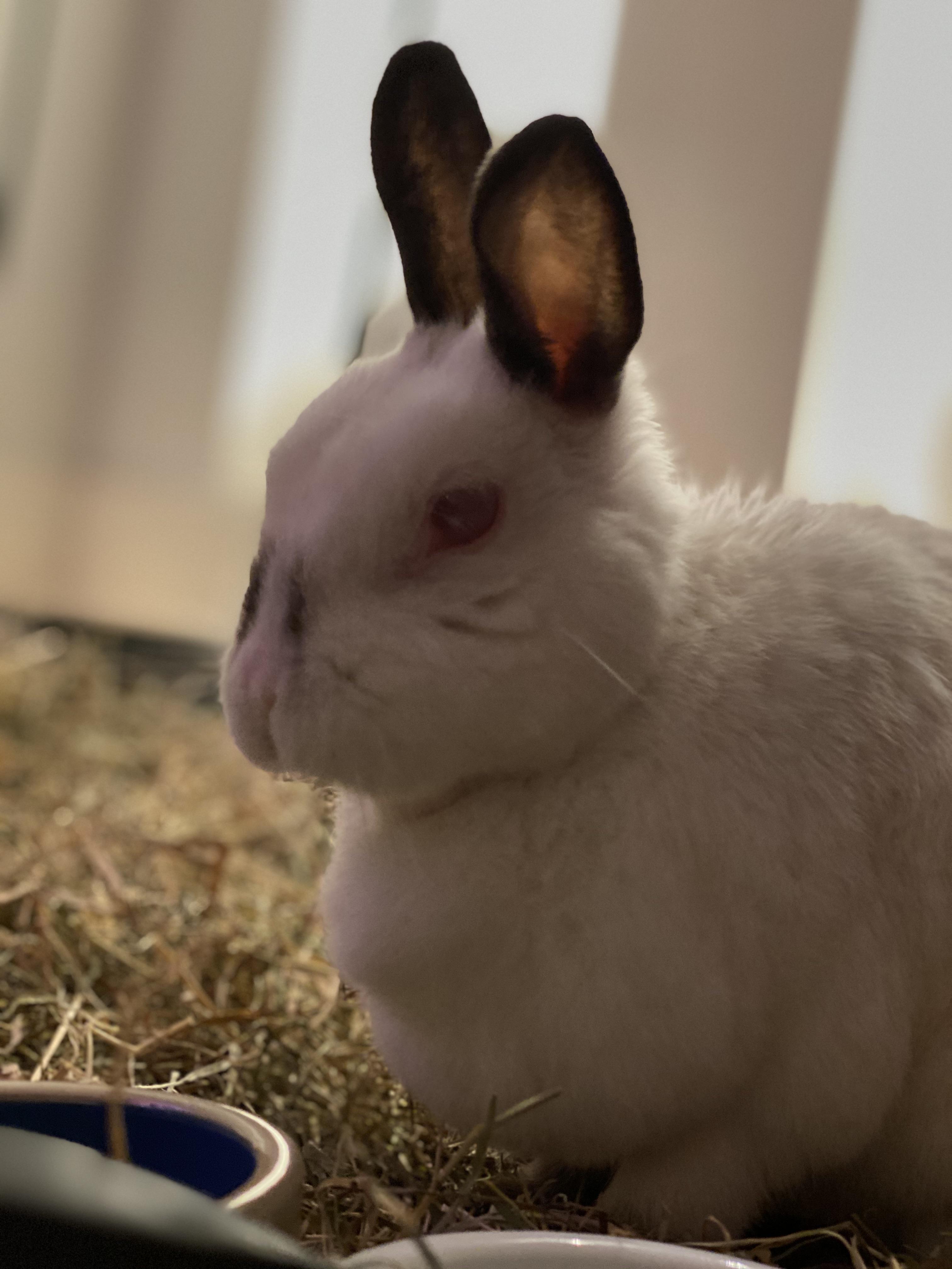 My beautiful friend, almost 12 years old! r/Rabbits