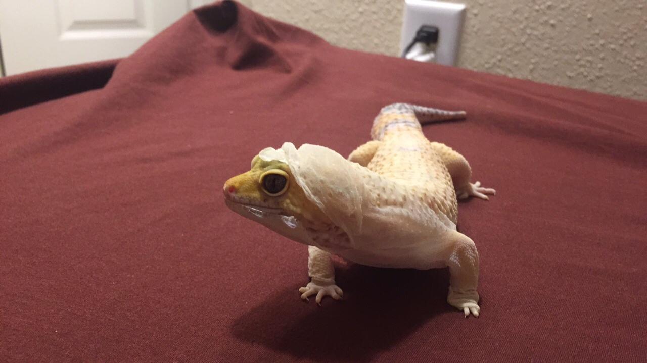 His shed hoodie D r/leopardgeckos