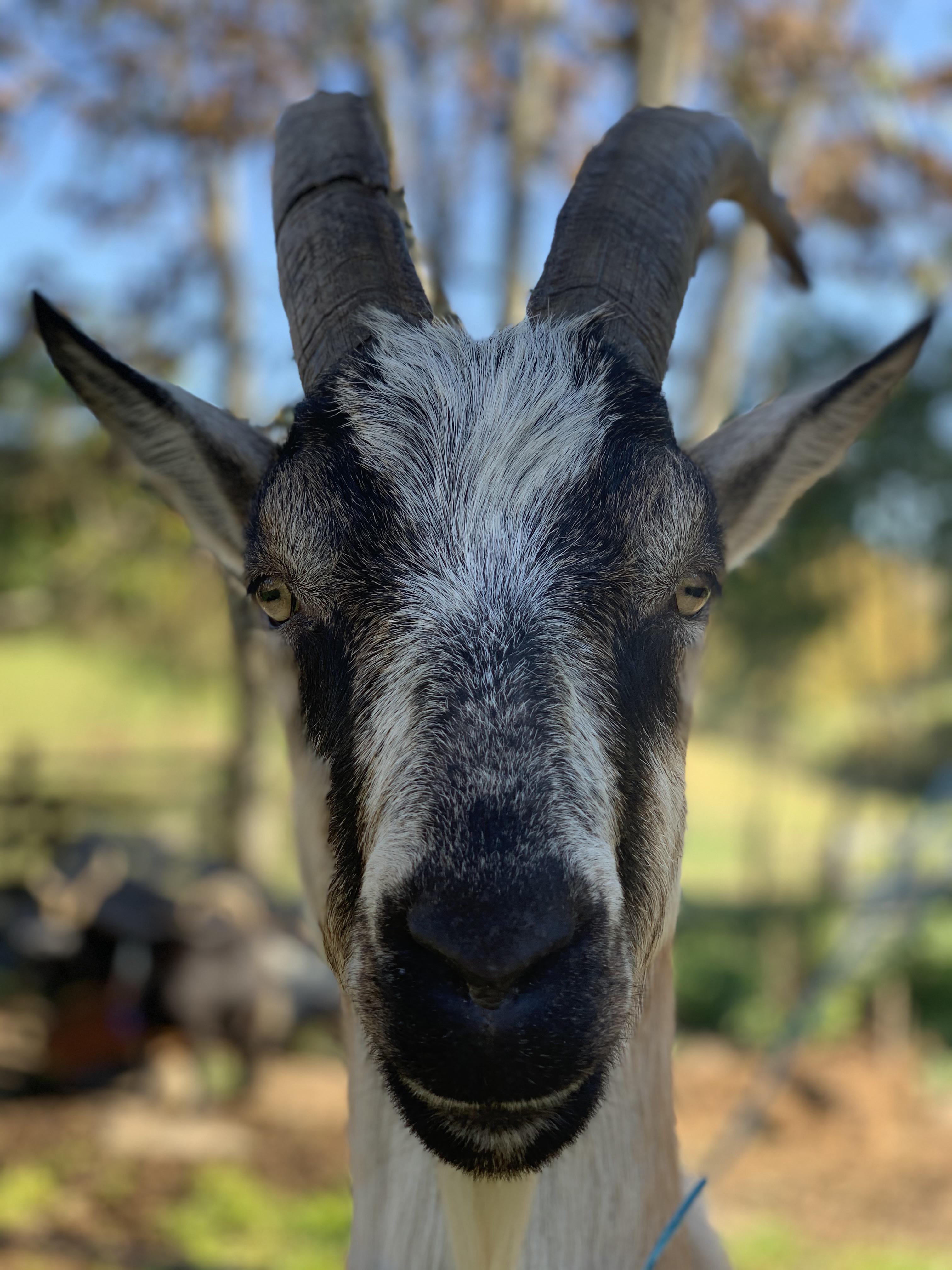 Just a pretty goat named Skittles r/goats