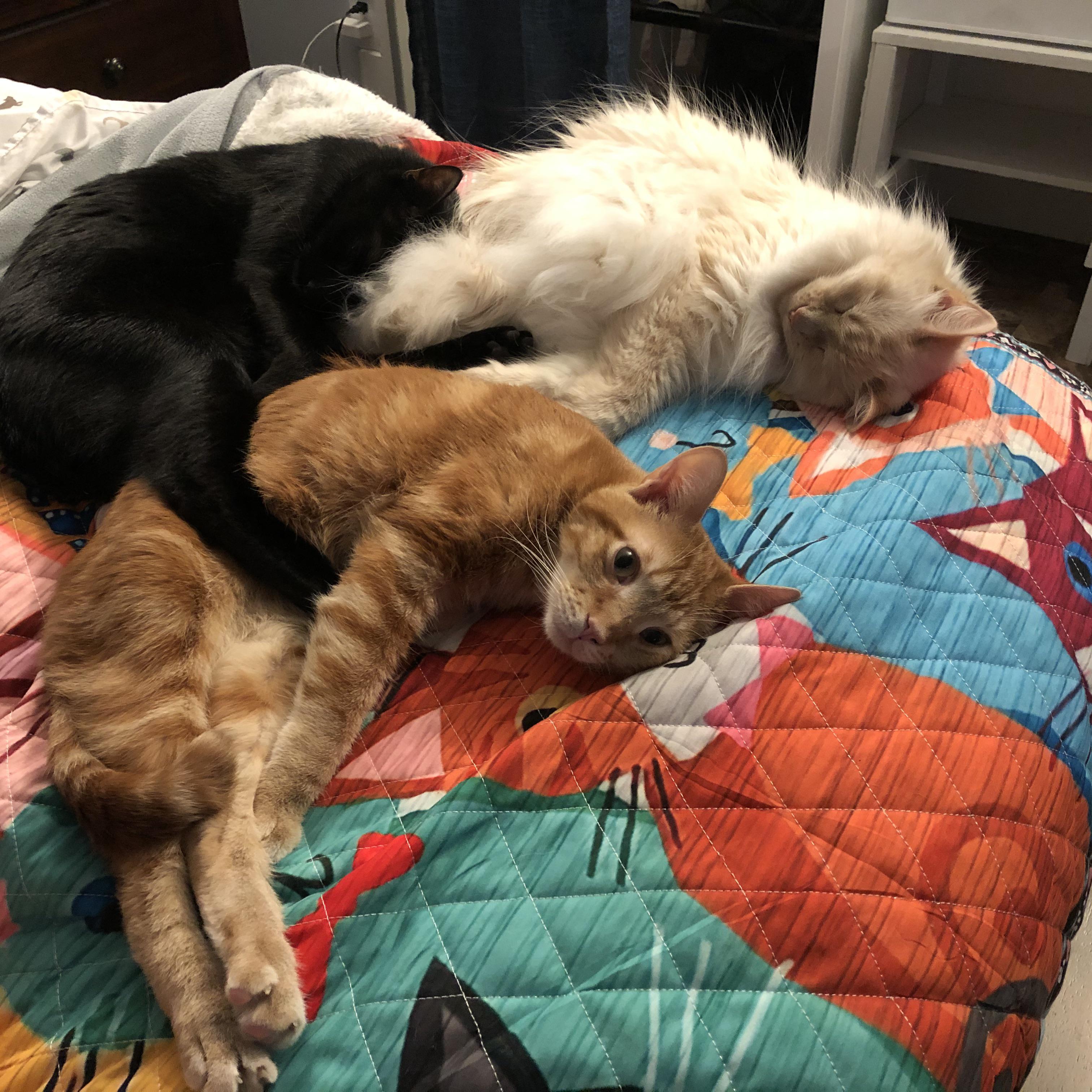 We stayed in an Airbnb/cat sanctuary and it was pretty amazing. r/cats