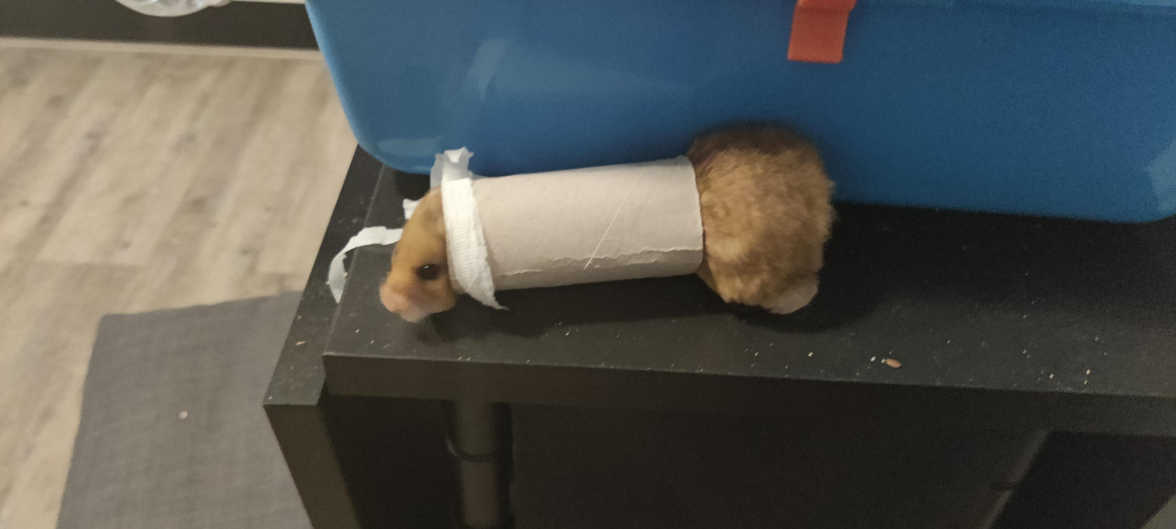 Step hamster what are you doing? r/hamsters