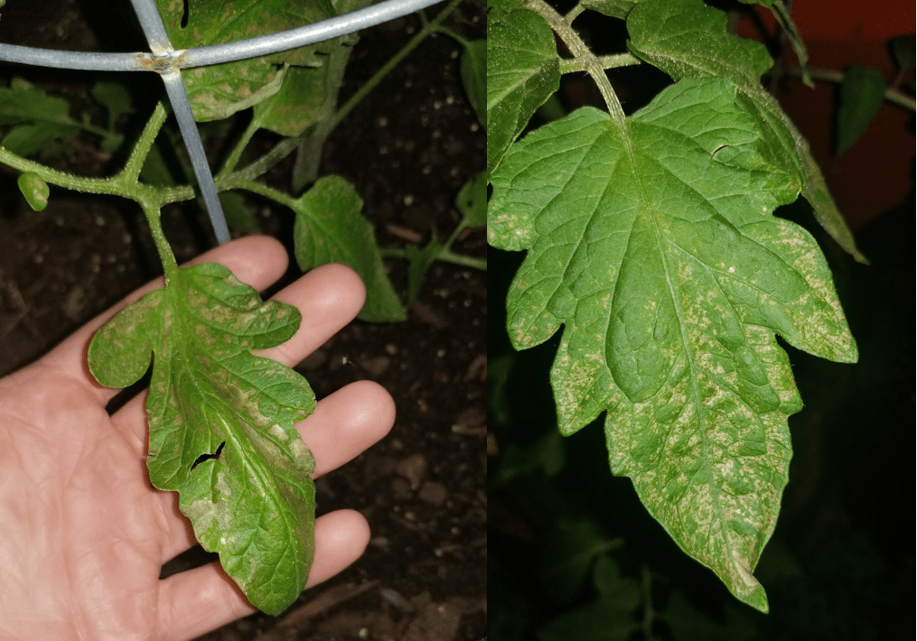 What is wrong with my young tomato plant? r/gardening