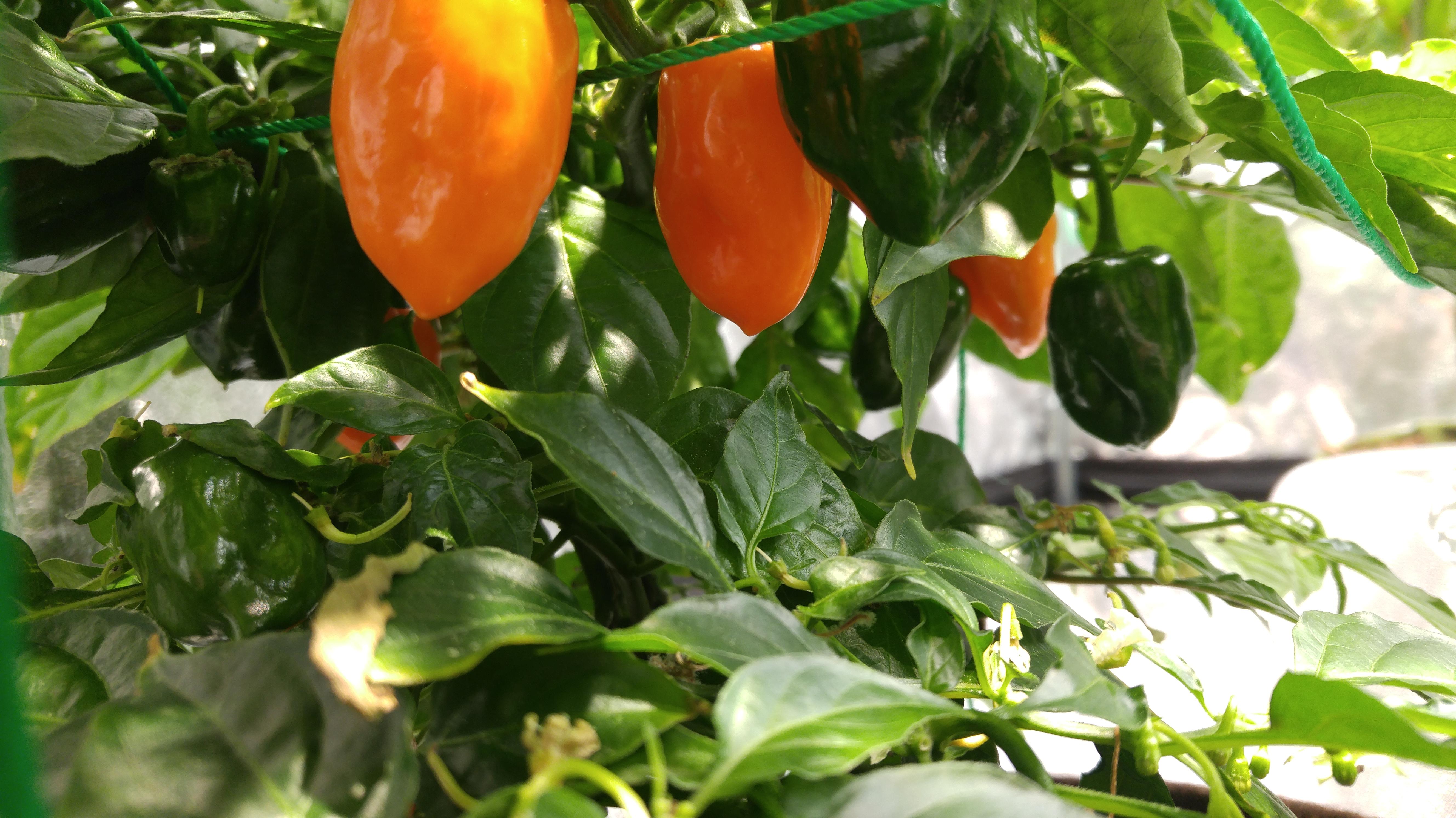 Indoor Habaneros under DIY LED r/hydro
