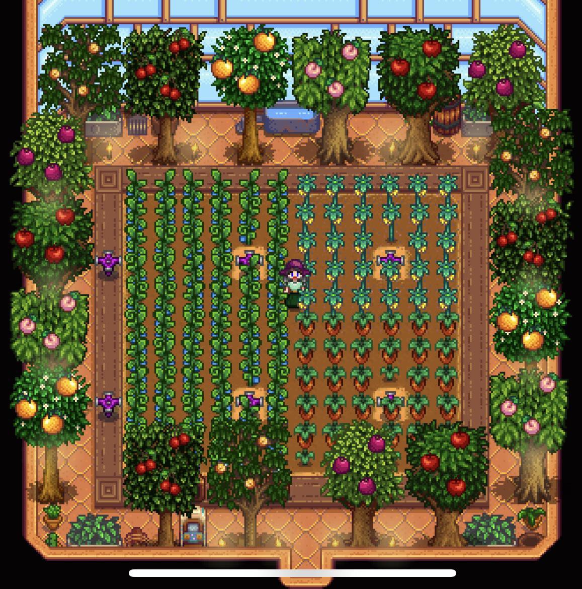 My whole greenhouse was ready for harvest at the same time today! r