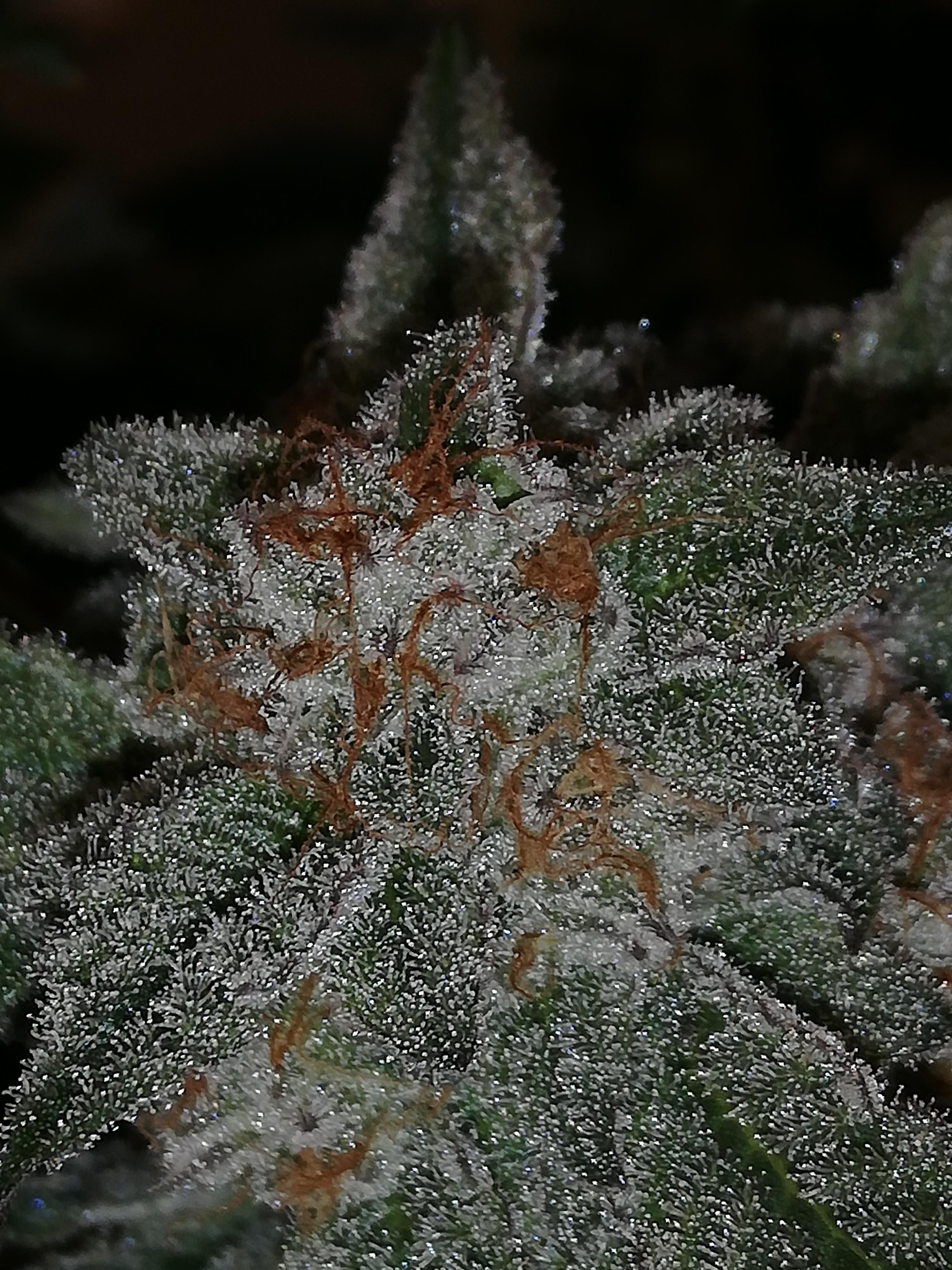 My Garlic butter cut (garlic breath x peanutbutter breath r