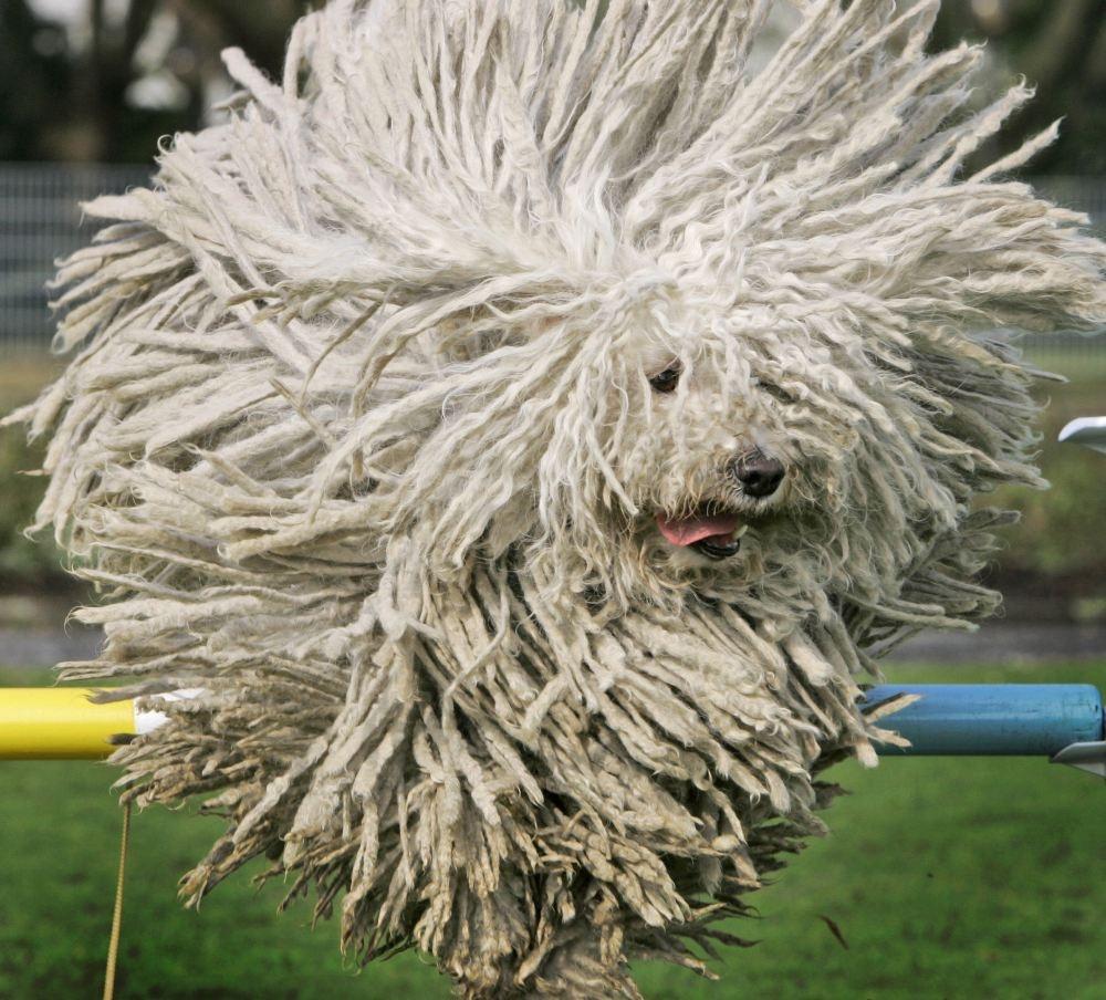 Flying mop dog r/pics