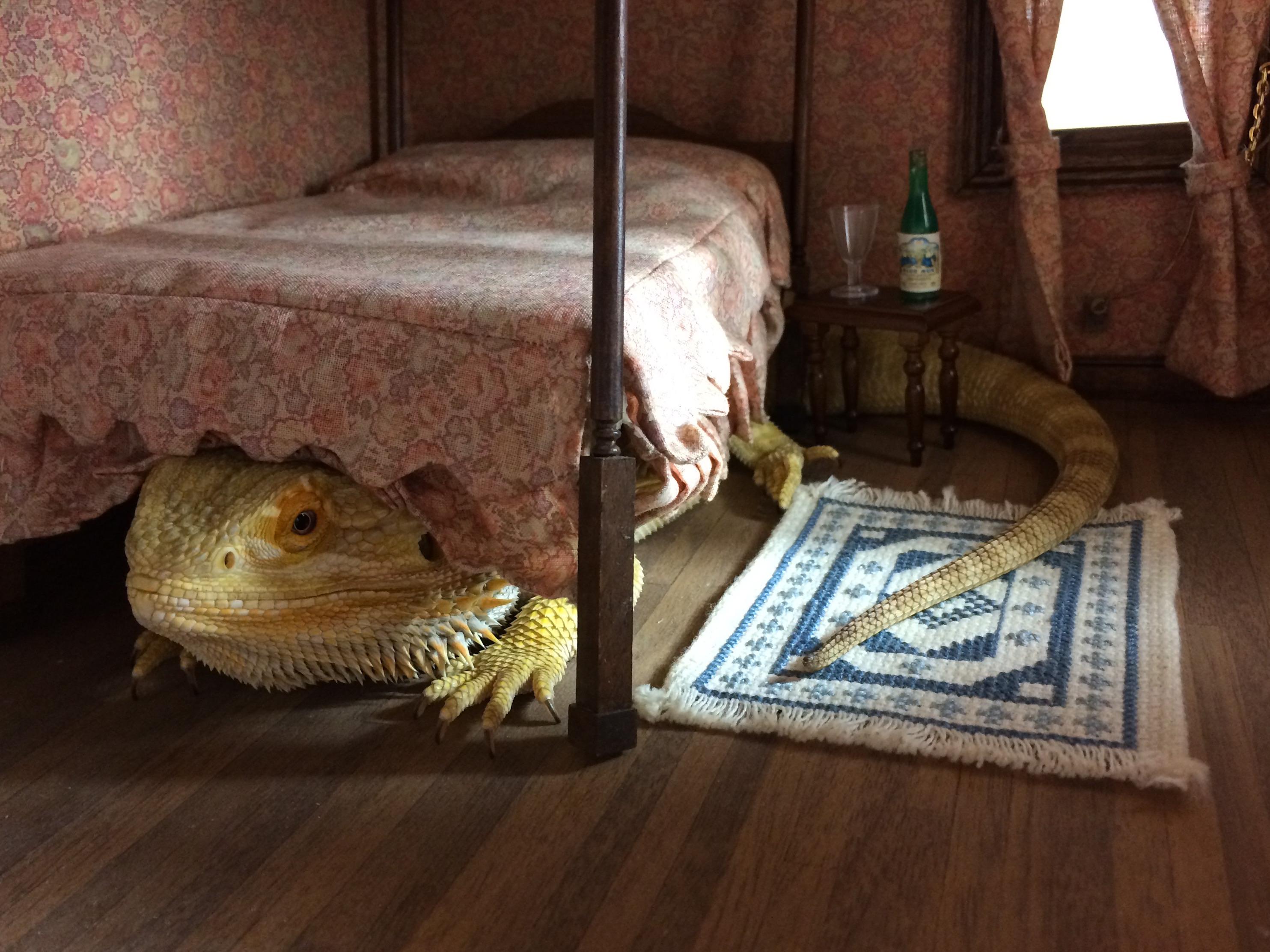 Leo’s a real life monster under the bed 🤫 r/reptiles