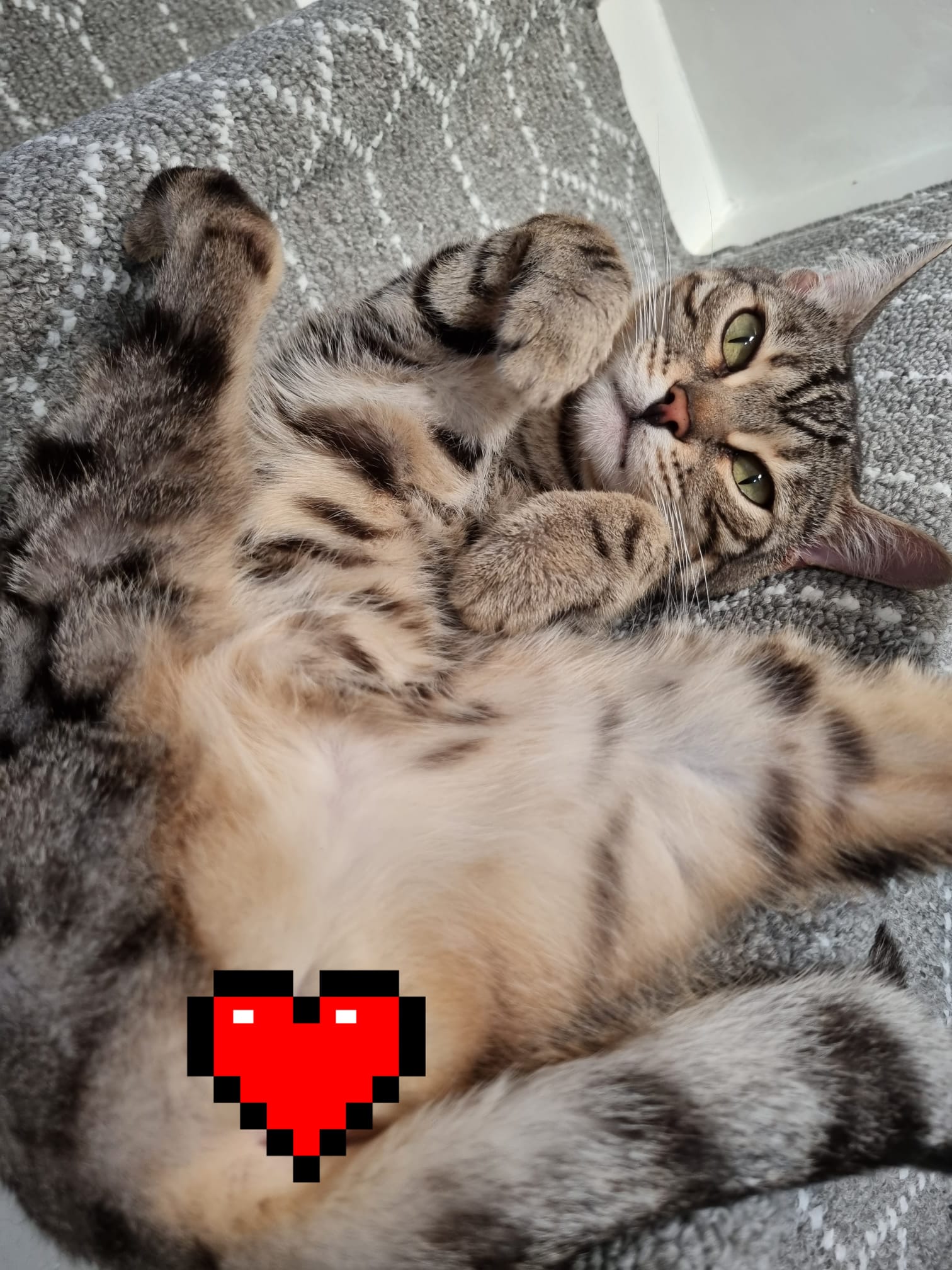 Roxi's Onlyfans pose : bengalcats