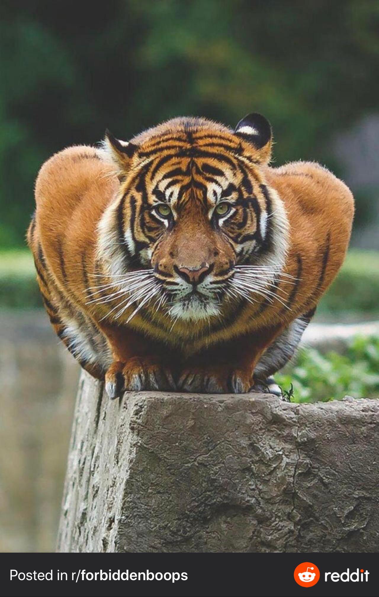 The muscles on this tiger r/natureismetal