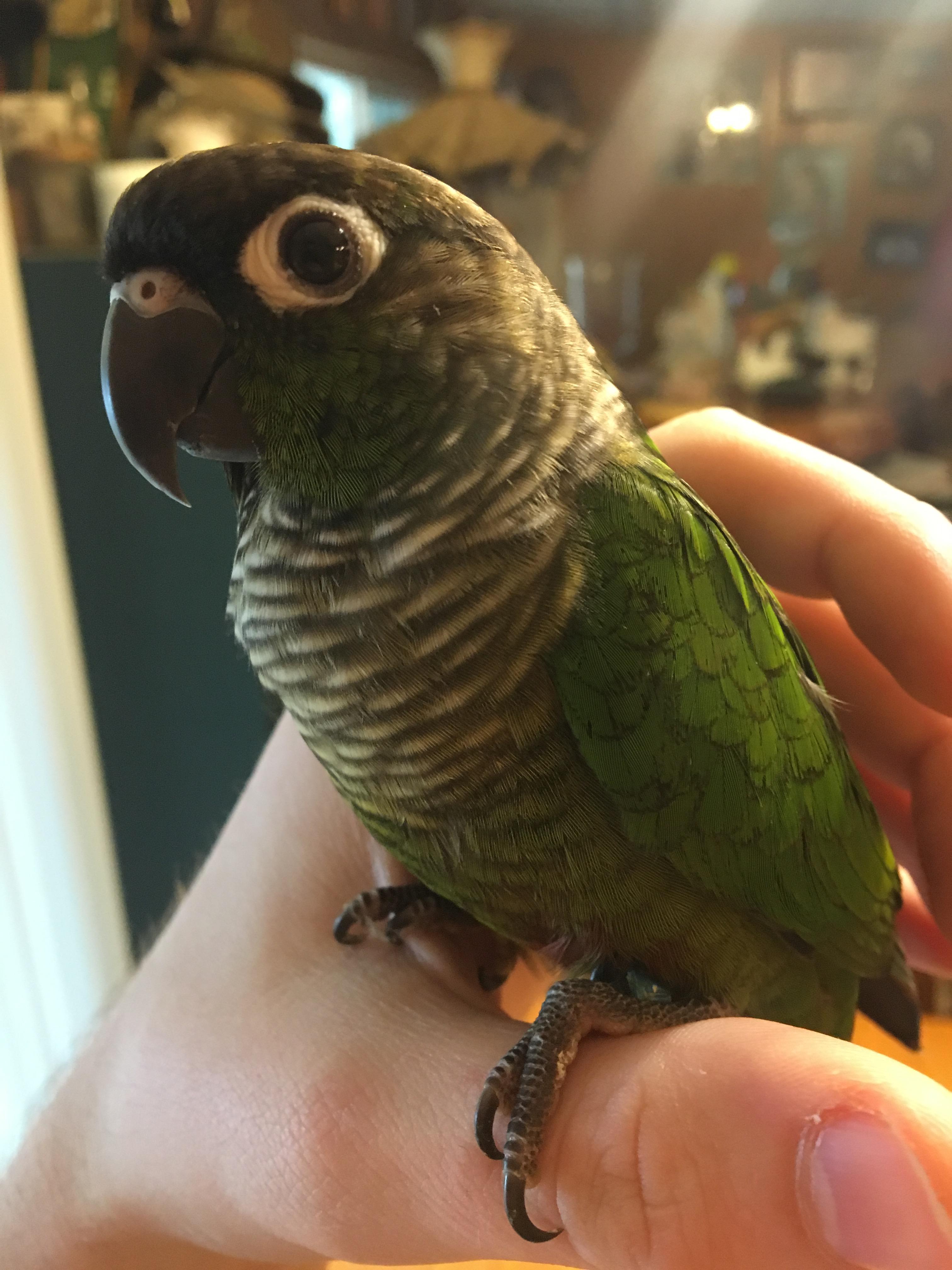 After a year and a half, I've finally pulled the trigger and got my