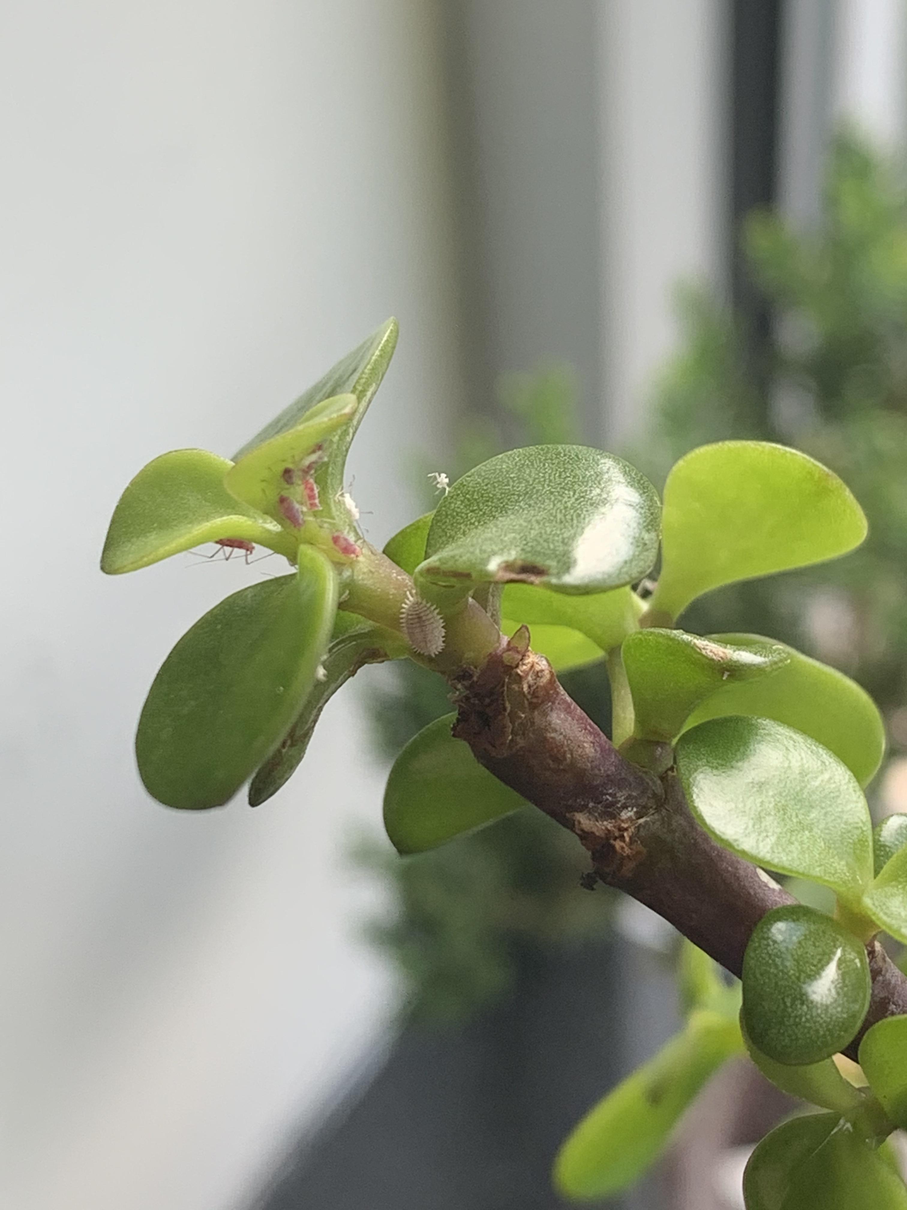 What’re these bugs on my P. Afra and how can I kill them? r/Bonsai