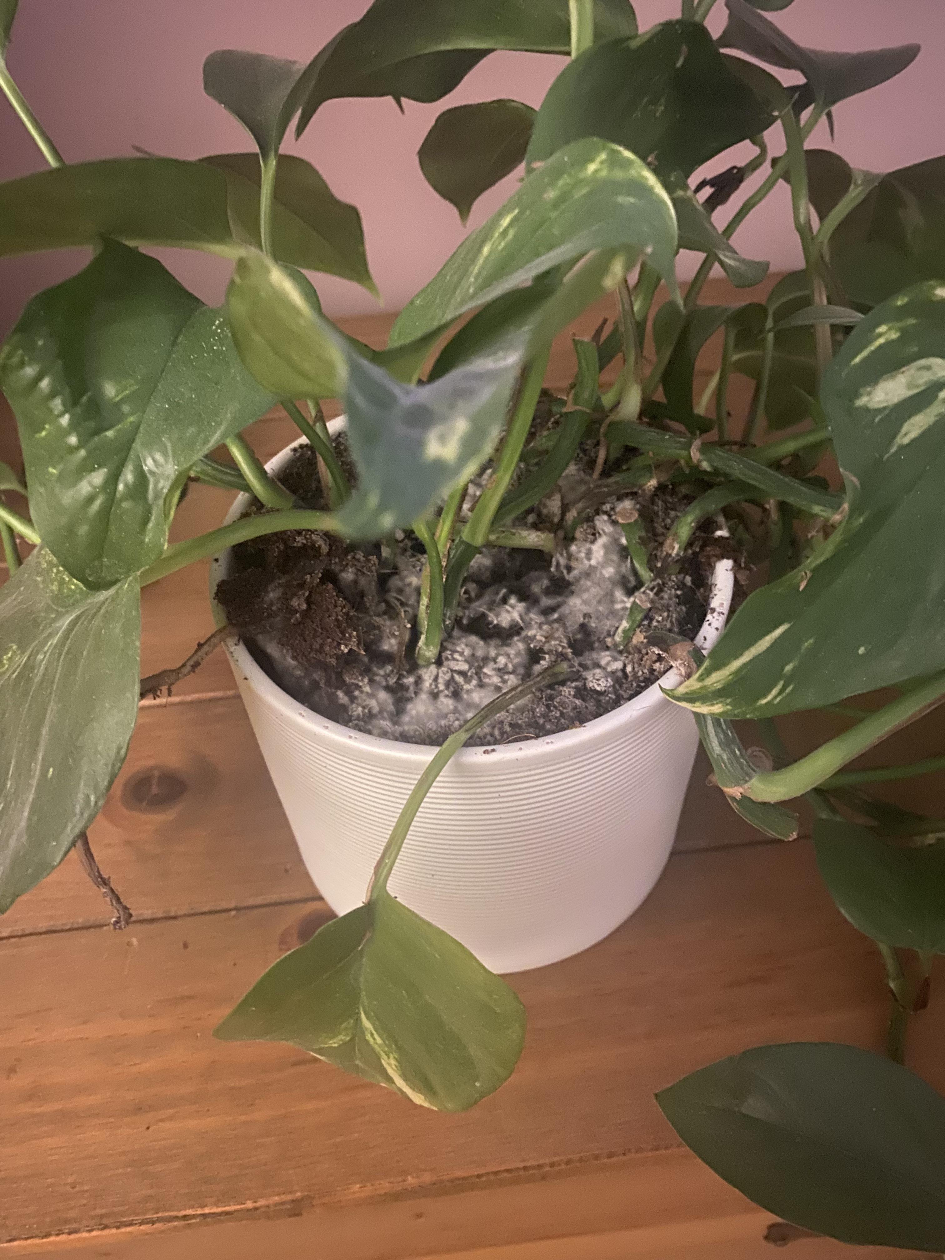 Why are my plants going mouldy? r/plants