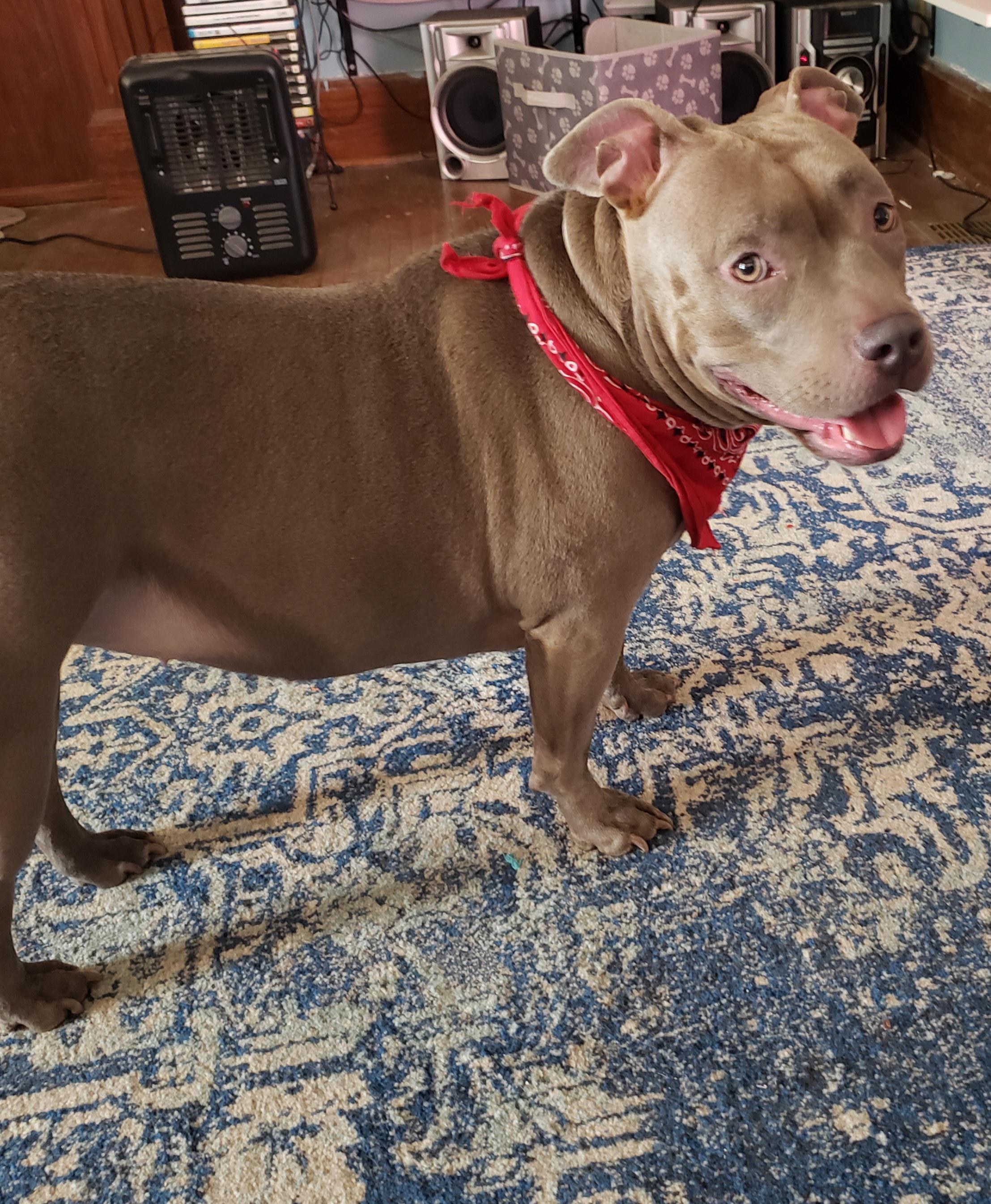 Post walkies smile 💜 r/pitbulls