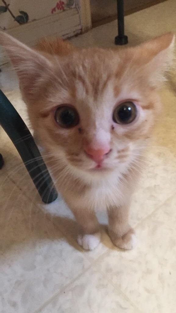 My uncle got a new kitten. Her meow is so quiet that we can’t even hear