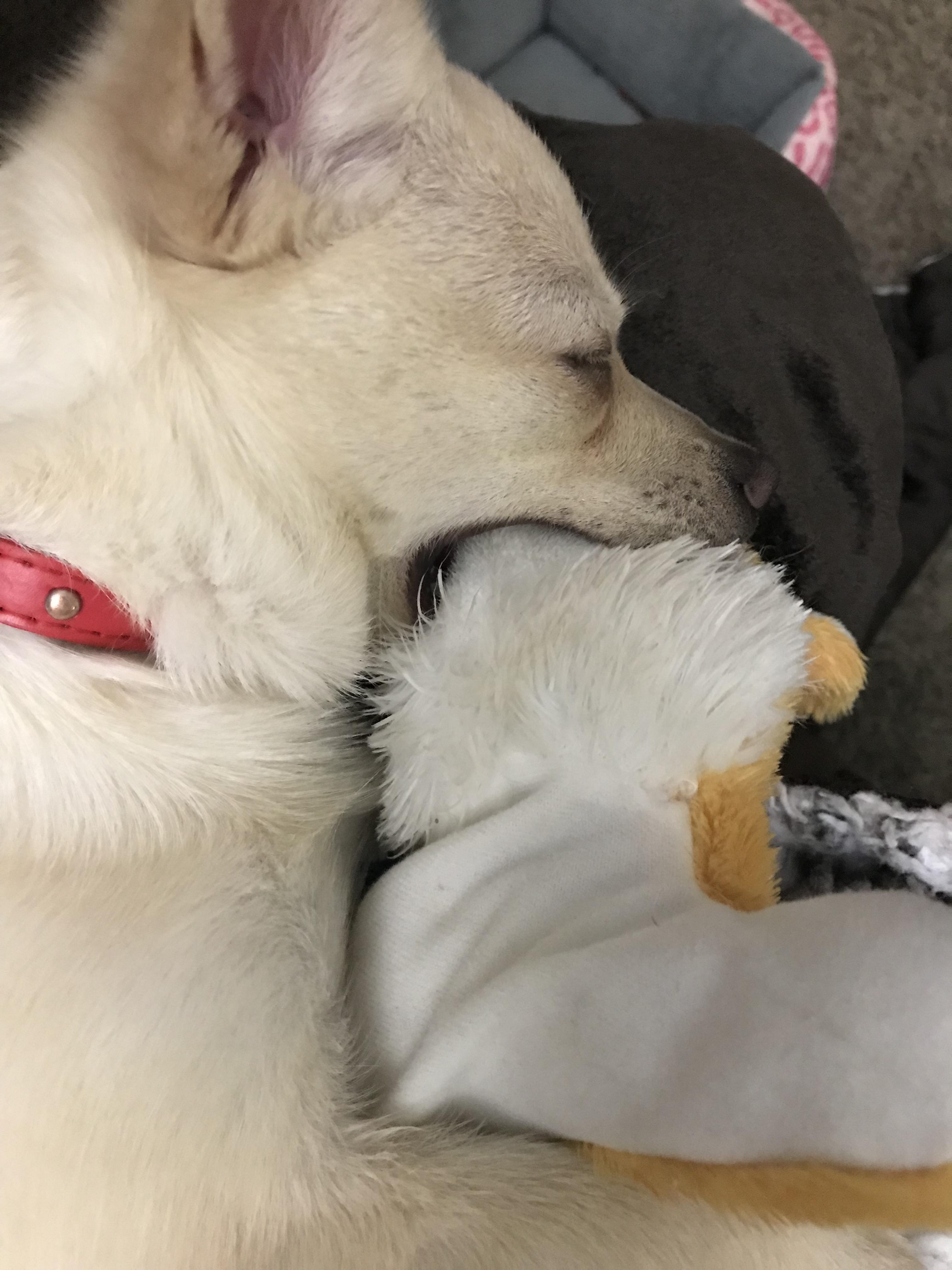 Likes to sleep with a toy in her mouth r/WhatsWrongWithYourDog