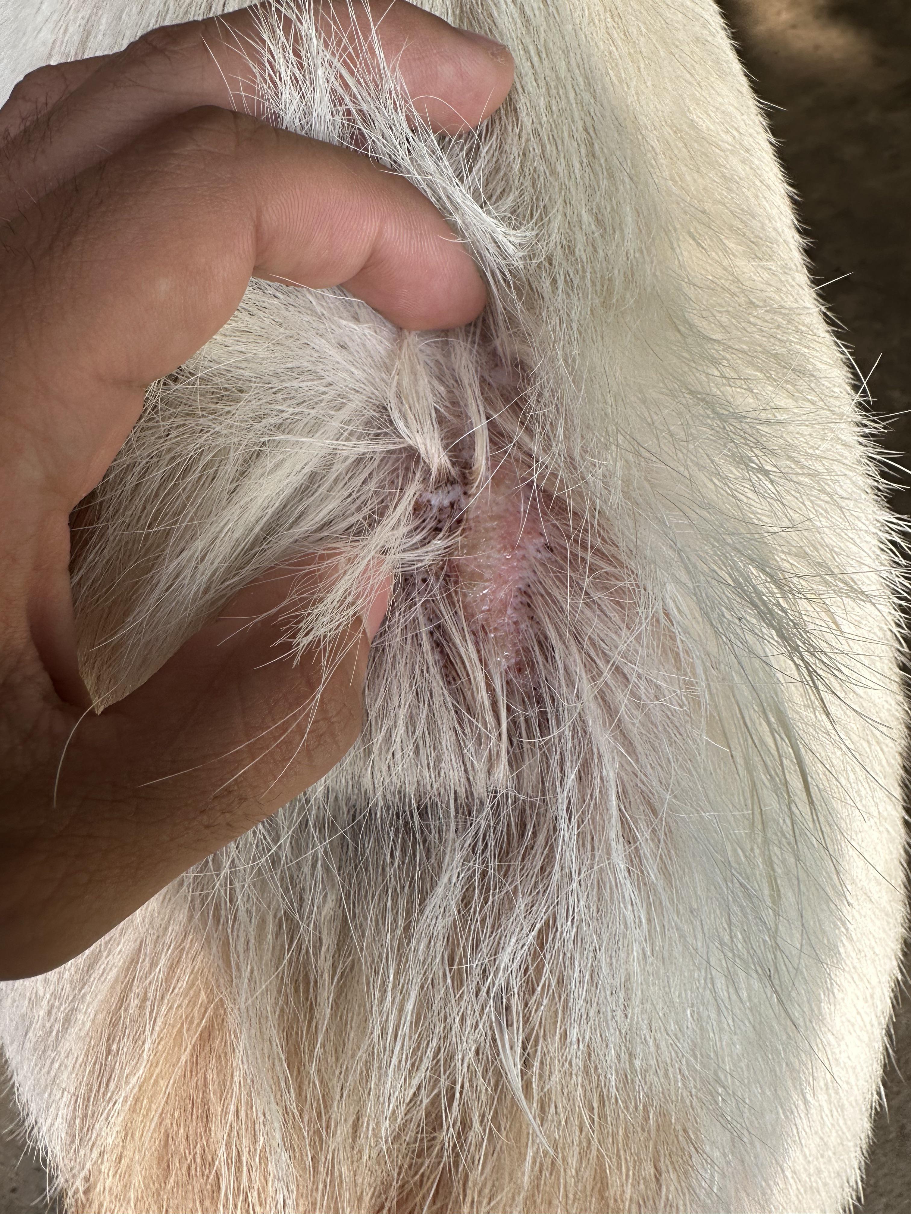 My dog licks himself throughout the night sometimes. Why?? r/vet