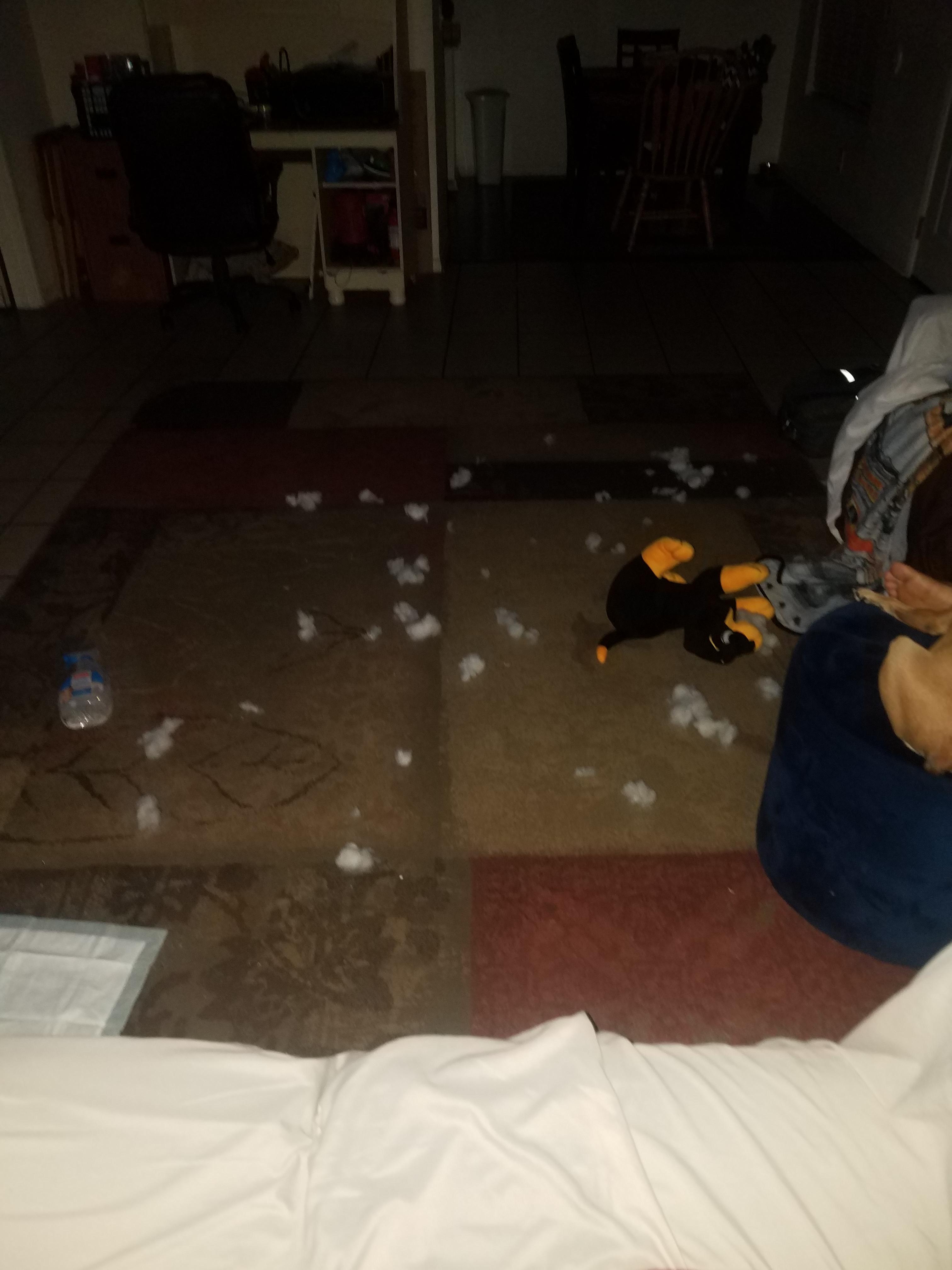My dog ripped up her toy and all the stuffing out r/mildlyinfuriating