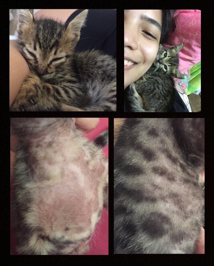 my cat started excessively shedding to the point of baldness, what