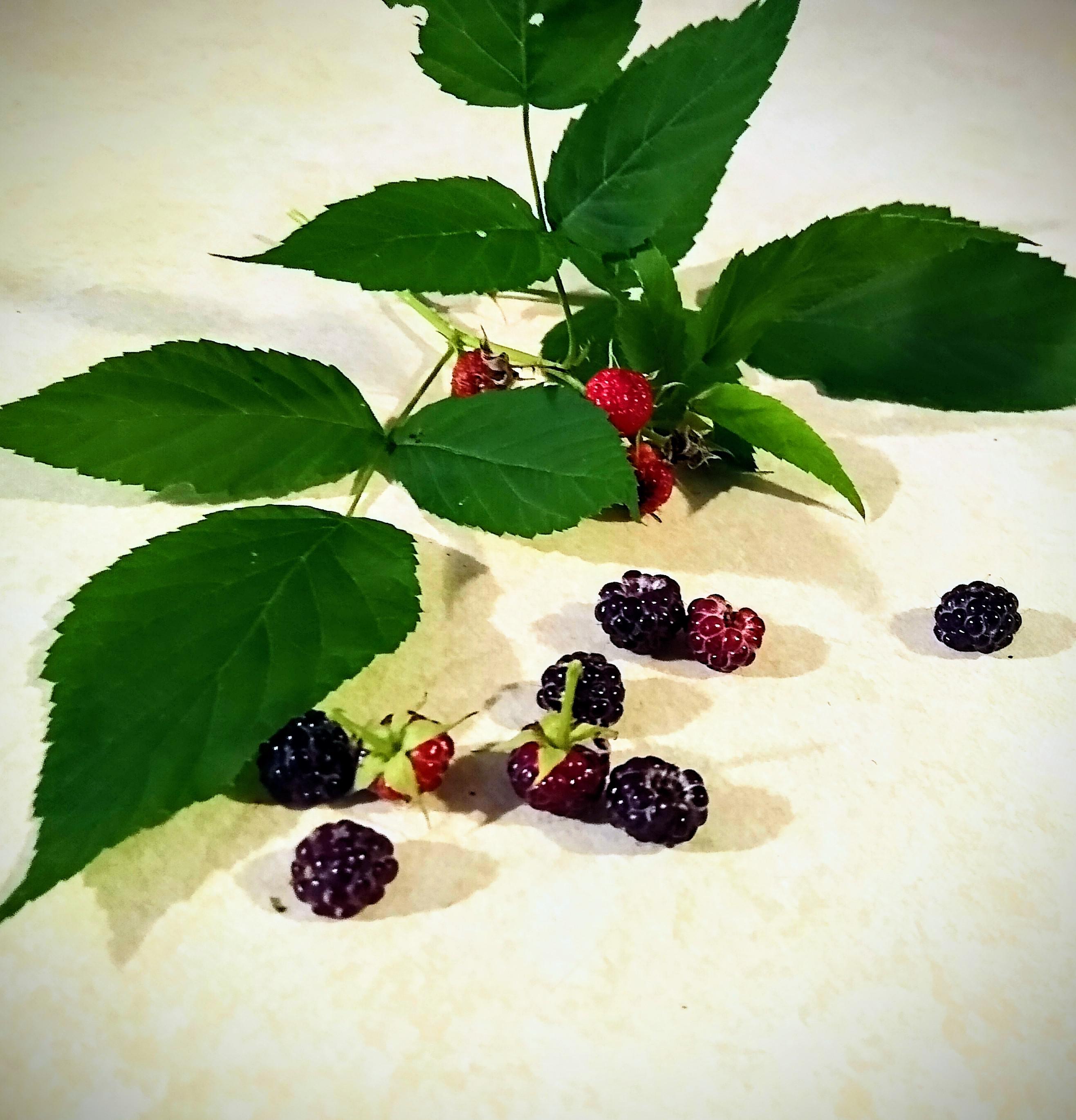 Found in Northeast Ohio, are they edible? r/Berries