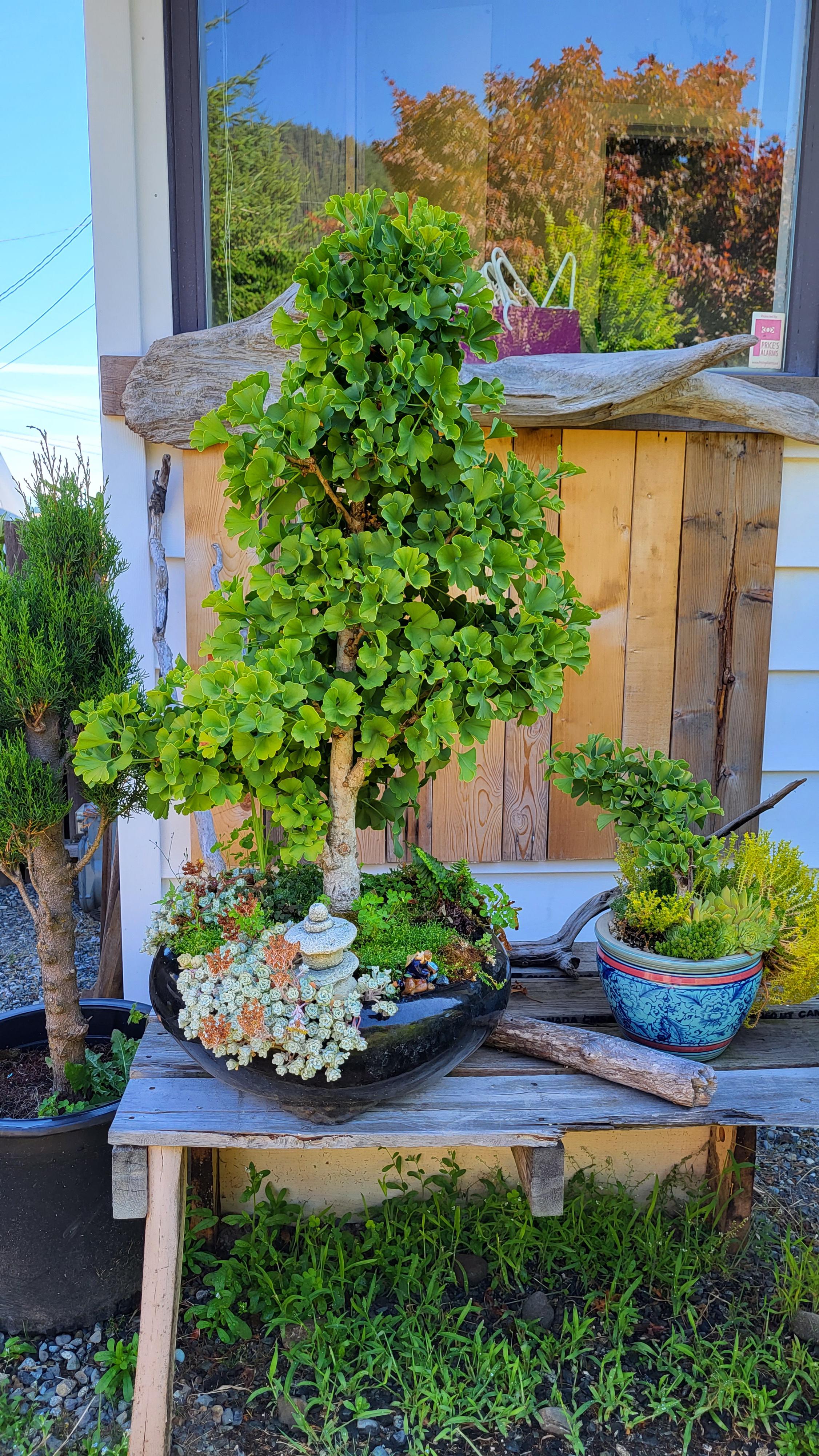 Ginkgo r/Bonsai