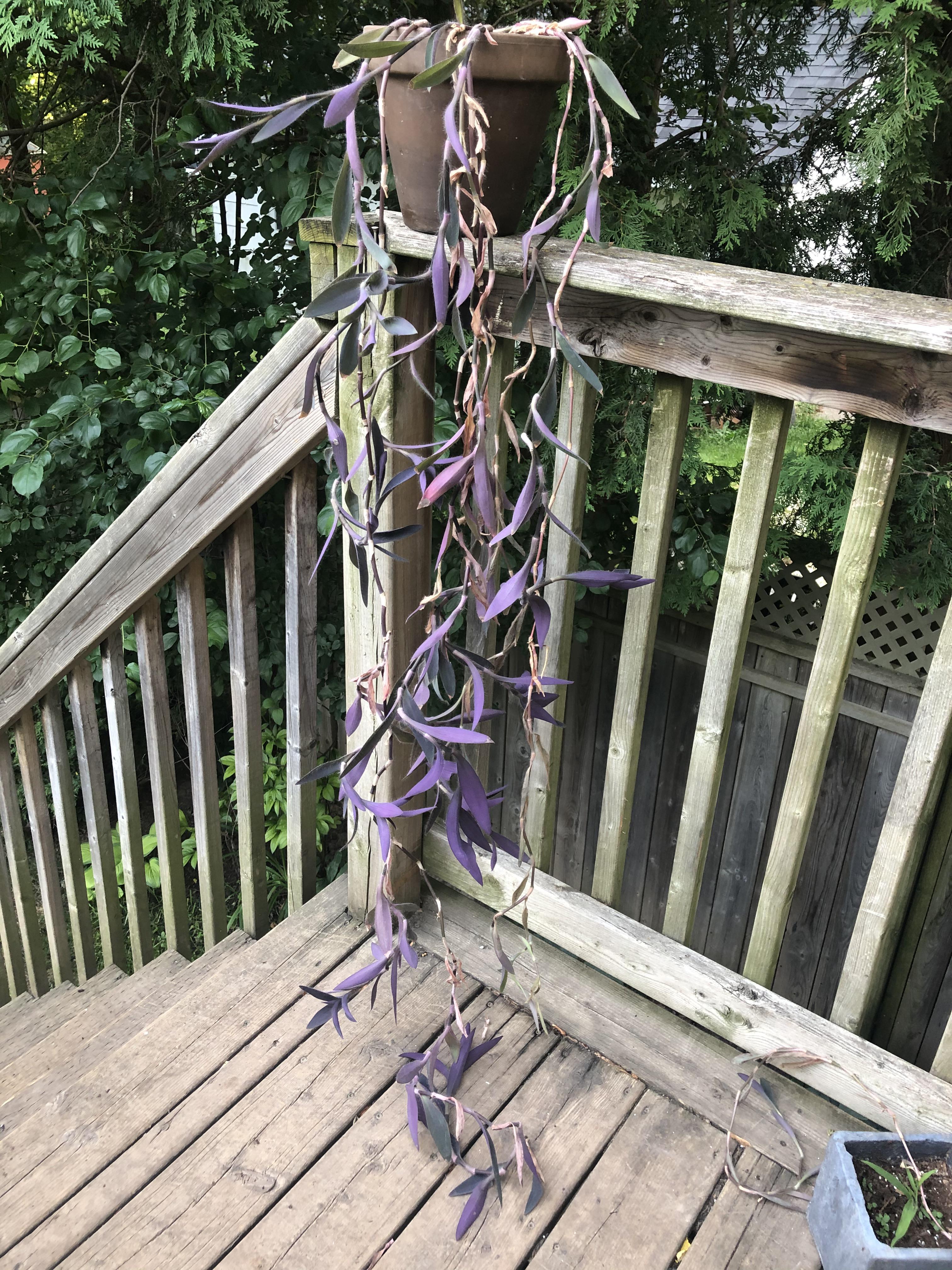 Need help with Purple Heart plant. How to care and maintain this beast