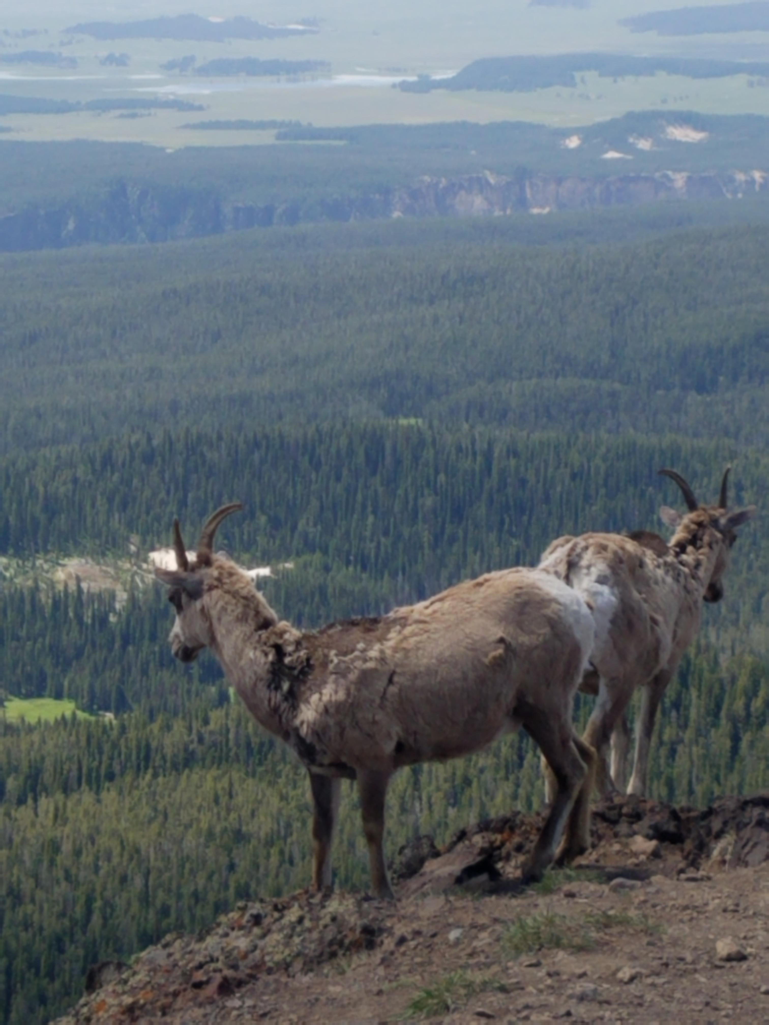 Mountain goats near the summit of Mount Washburn, Yellowstone National