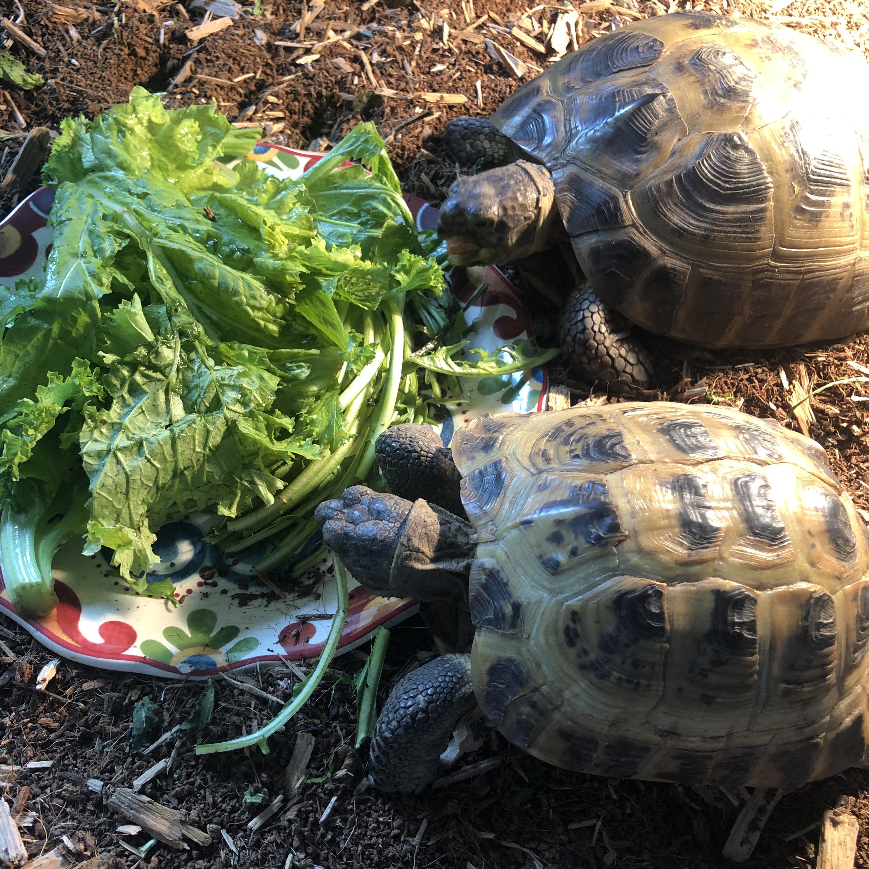 My girls enjoying their dinner. Delilah’s mouth is hanging open while