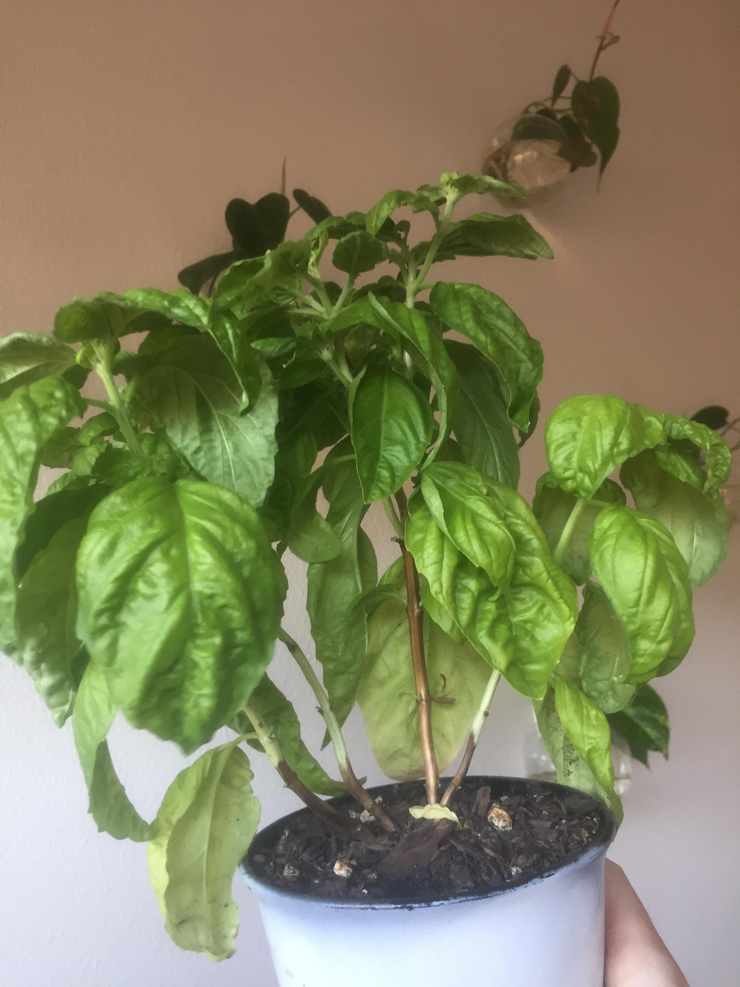 Is my basil safe to eat? It looks to have fusarium fungus but all the