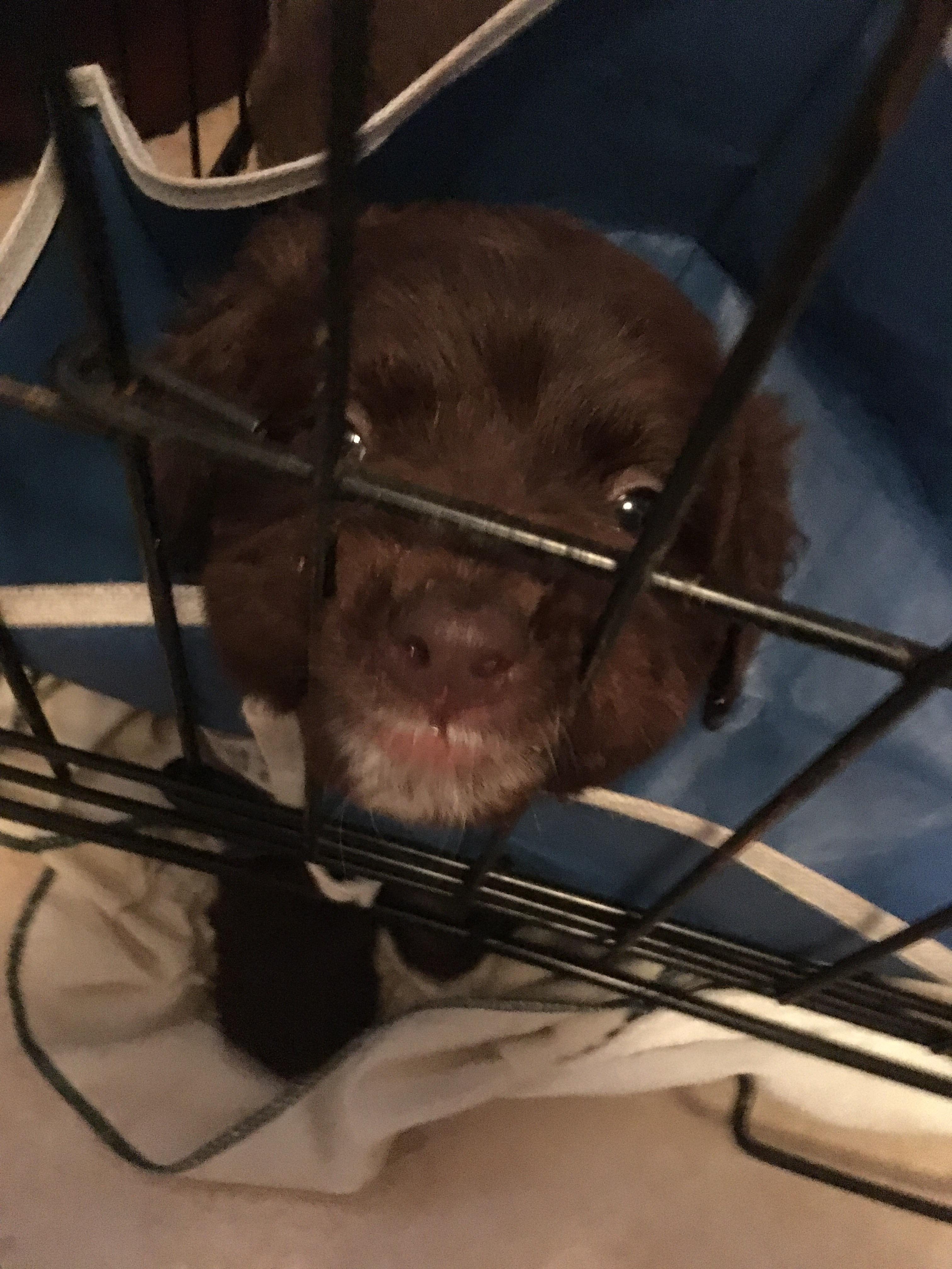 Safe to say Teddy hates the dog kennel. She made it home guys, surgery