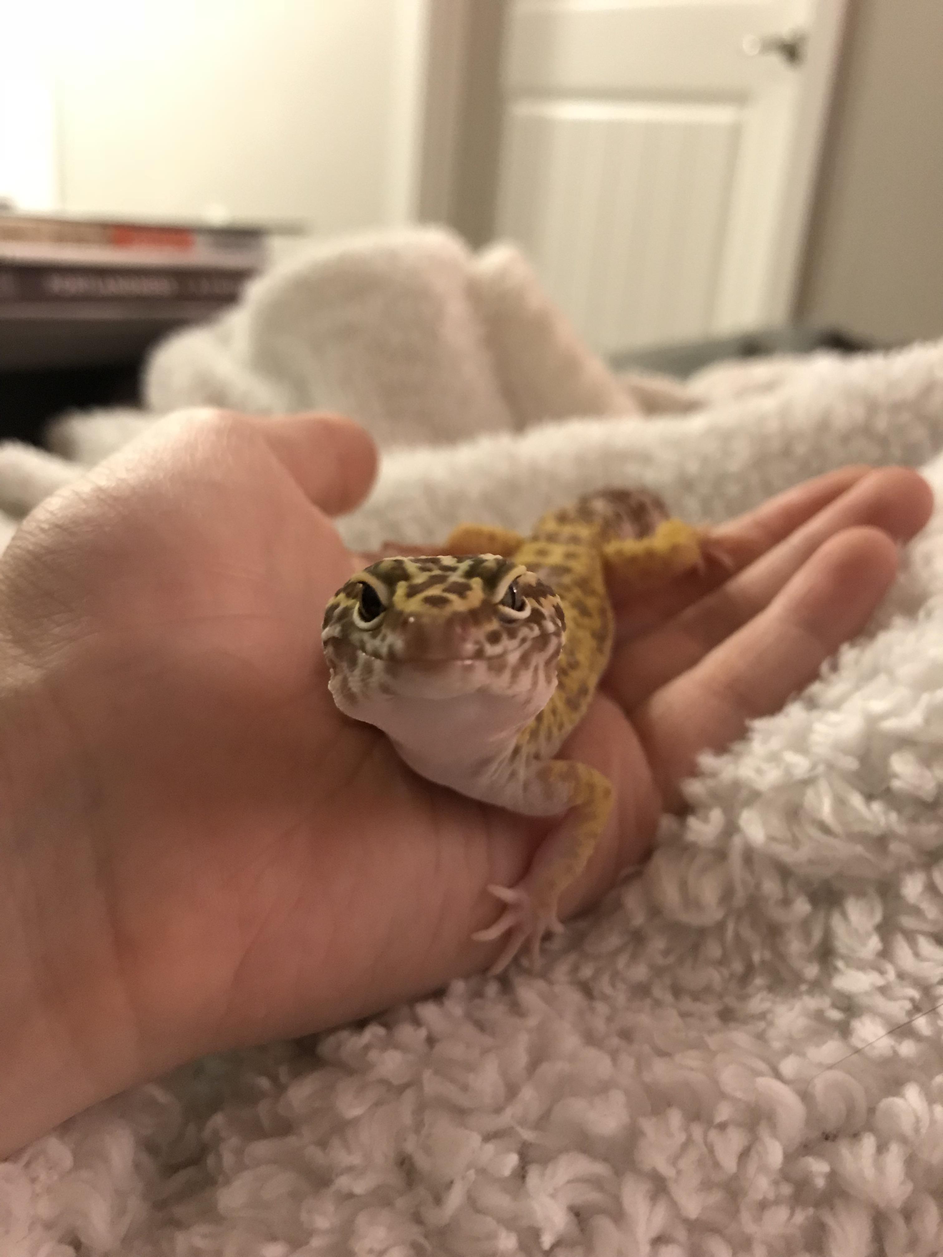 Pepperoni comin’ for ya! 🍕 r/leopardgeckos